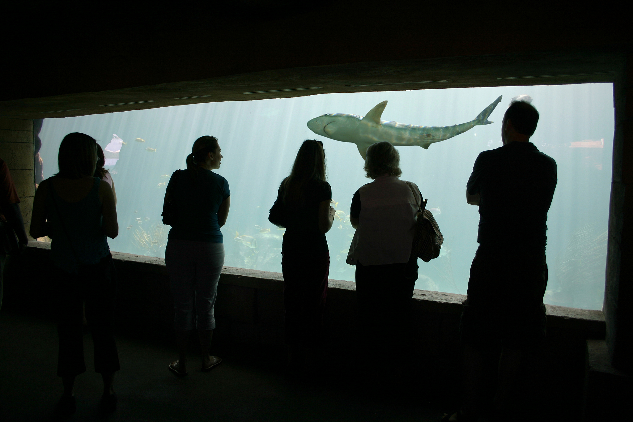 Shark Tank: Invest in Your Dreams with the Sharks | Reality TV Show