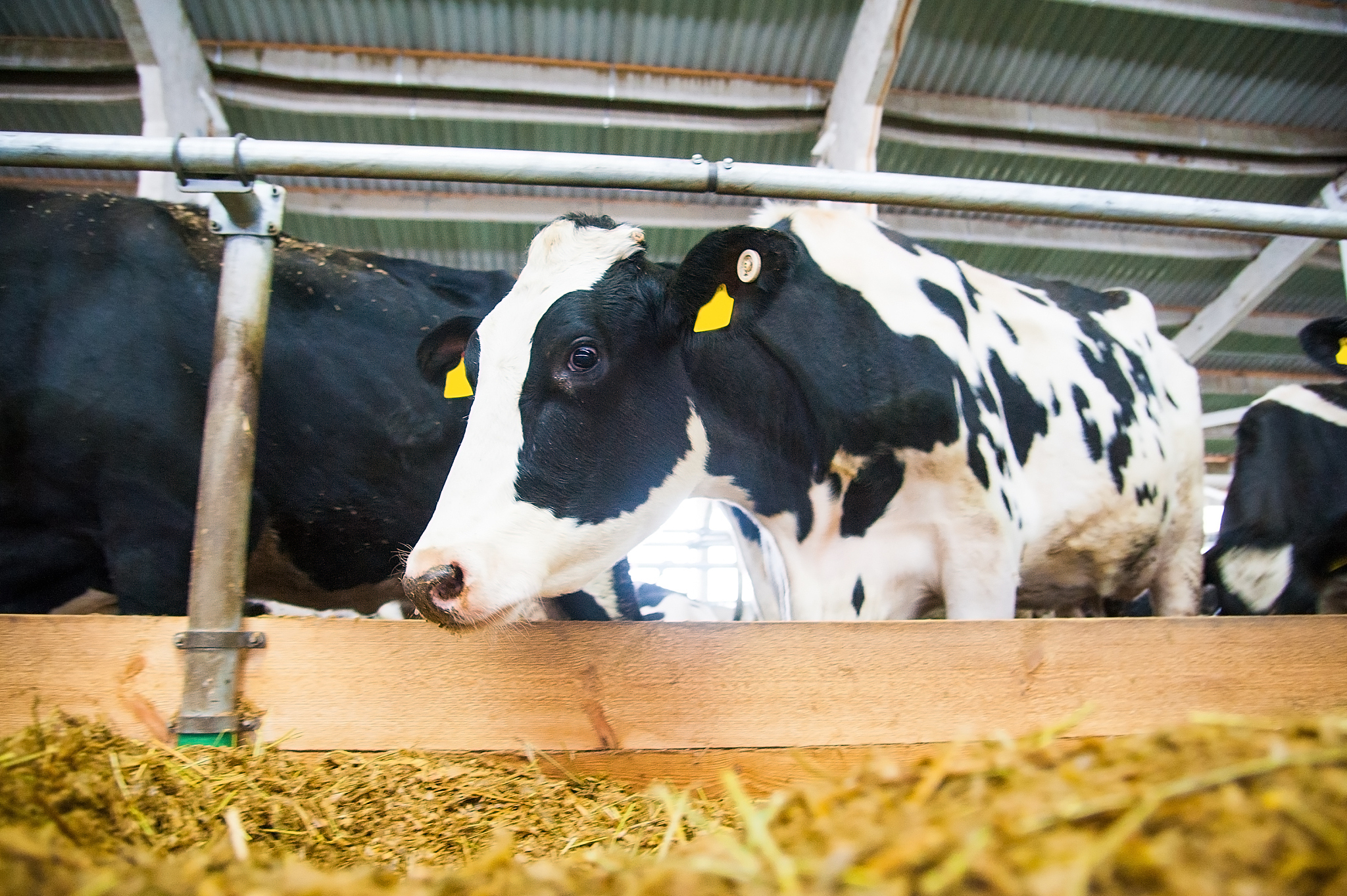 C++CPU占用时长 100秒内存使用限制 128MB题目描述The cows have decided on a daring plan to escape from the clutches of Farmer John They have managed to procure a small inflatable raft and during the cover of night a gr