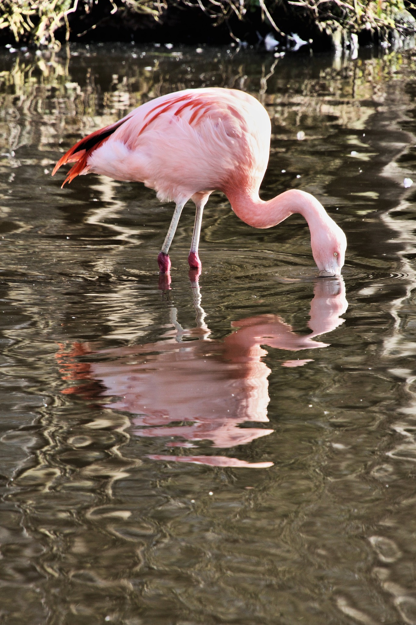 a picture of a flamingo with reflection