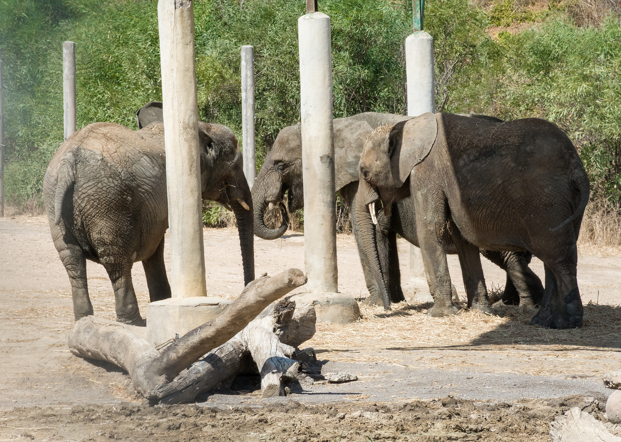 长毛象什么时候灭绝的，