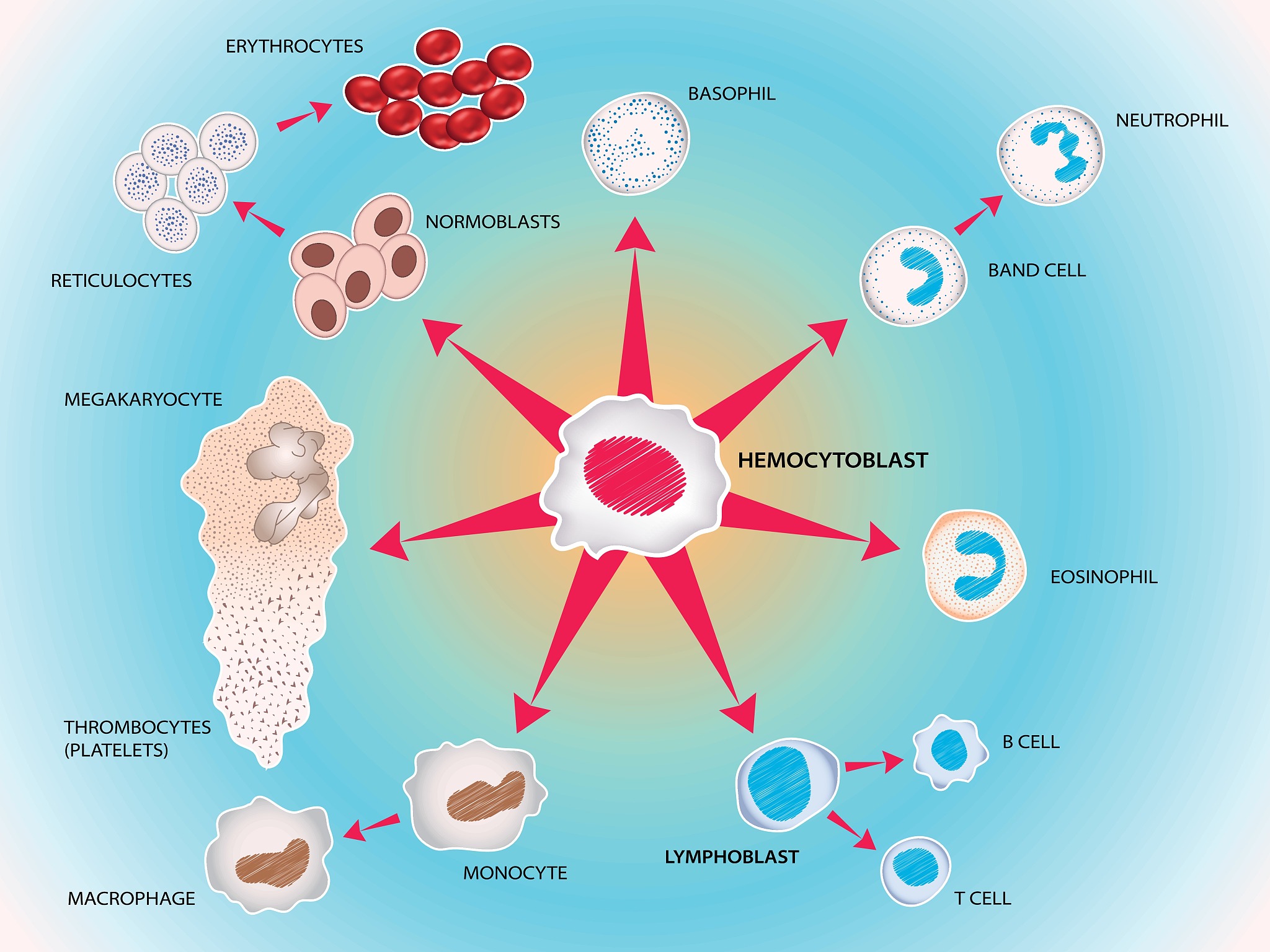 抗氧化剂对H2O2诱导细胞衰老的影响