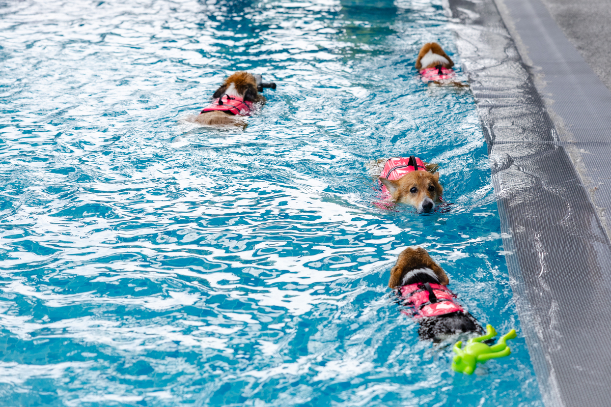 correct the grammar and logic mistakes of the paragraphThe water sport that I would like to try in the future is swimming Actually I learned a little about swimming from my uncle when I was young prob