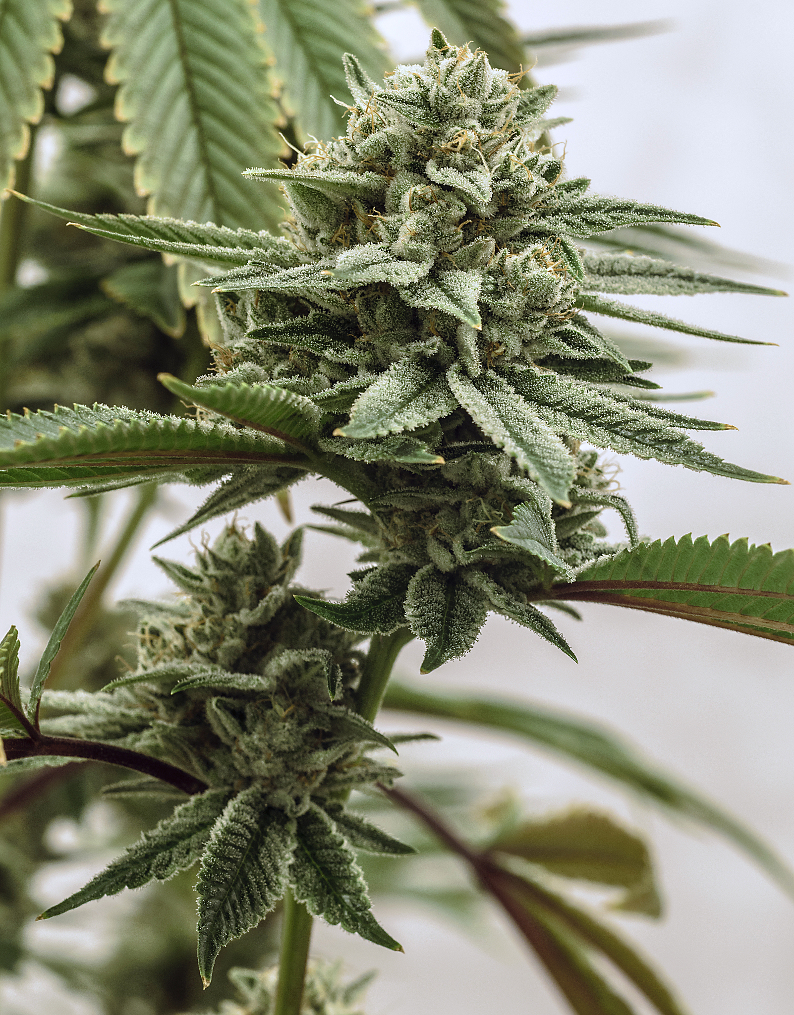 live cannabis macro bud shot