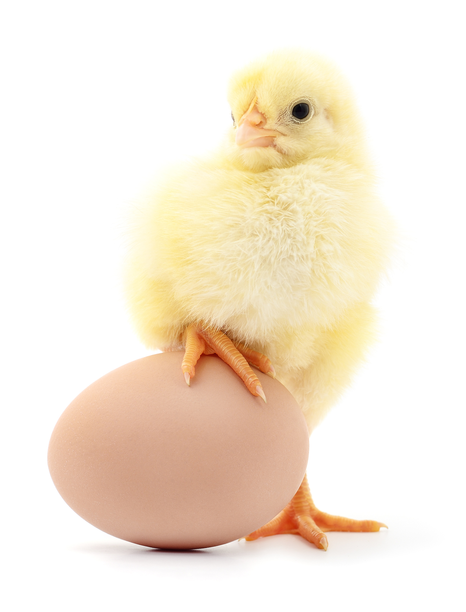 先有鸡还是先有蛋？揭秘生命的起源之谜