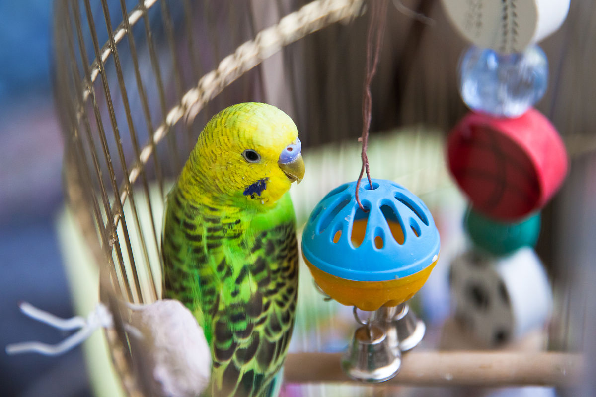 迷你鹦鹉好养吗？新手养鹦鹉指南 - 选择、照顾和训练