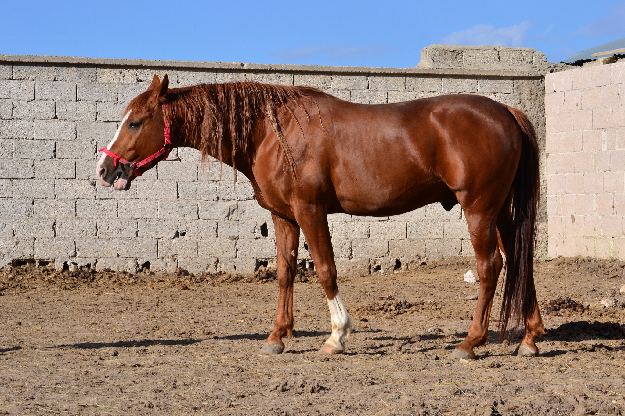 horse