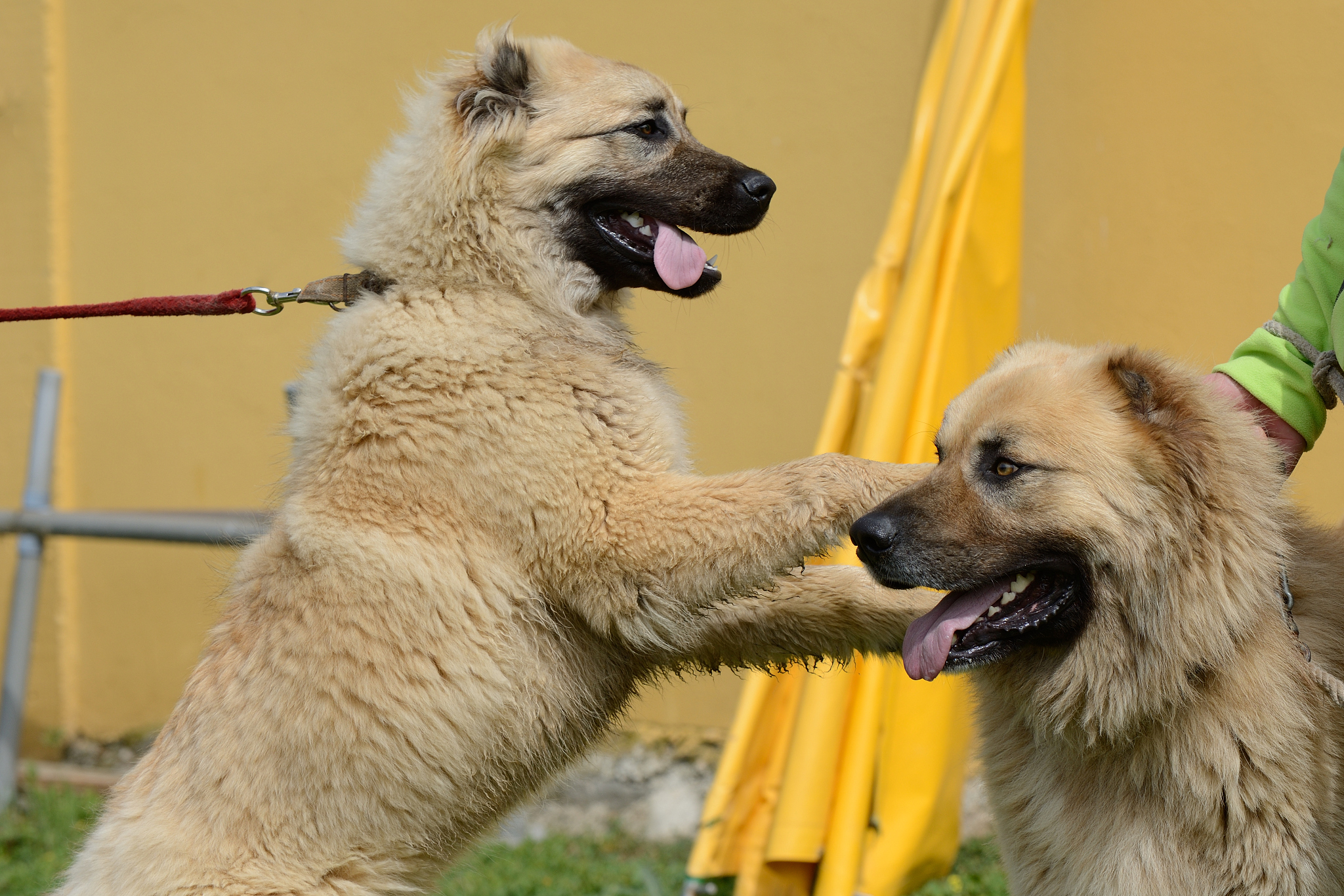 甘肃农业职业技术学院宠物养护与训导专业：前景广阔，课程设置全面