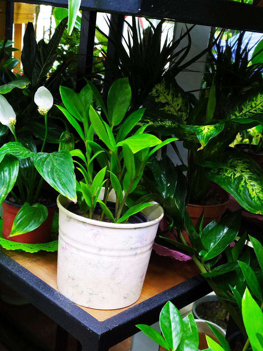 栀子花叶子蔫软怎么办？300字快速补救方法