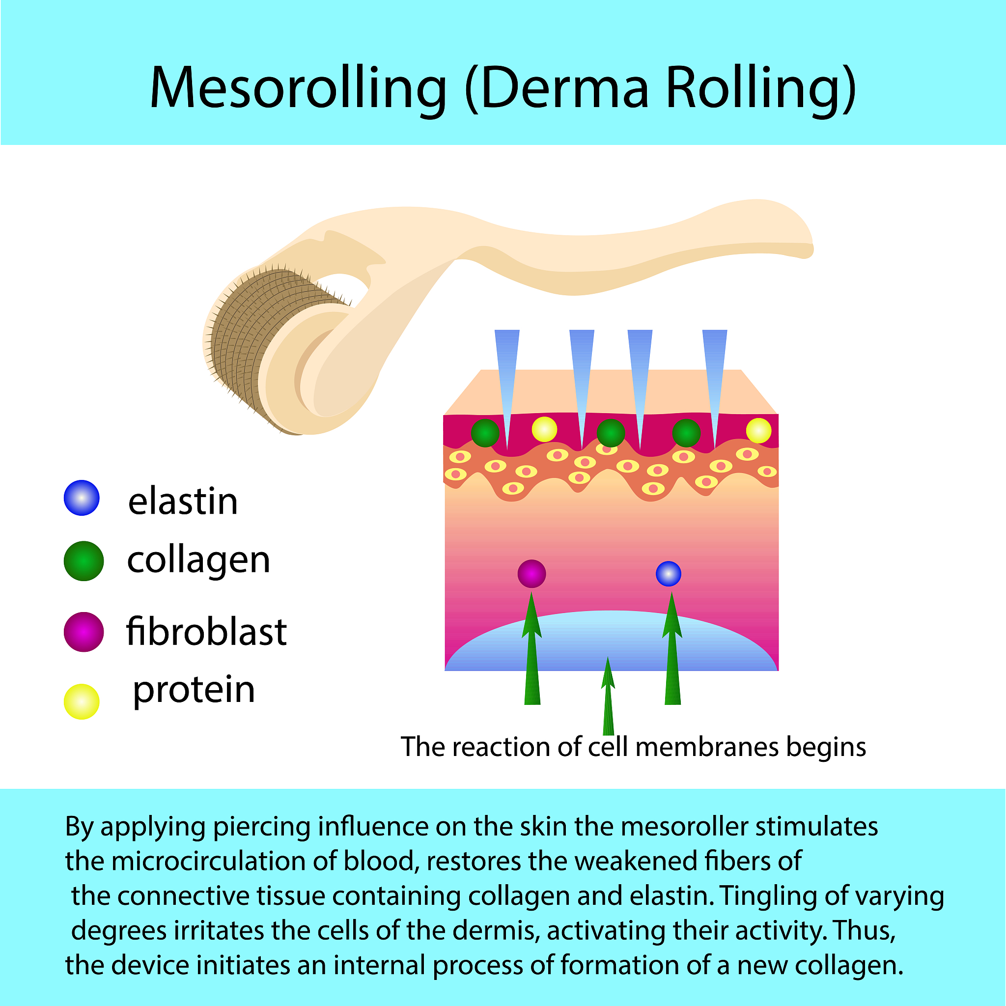 鸡肾传支诱导肾细胞铁死亡：PTGS2、GPX4、ACSL4、NCOA4 基因及蛋白表达研究