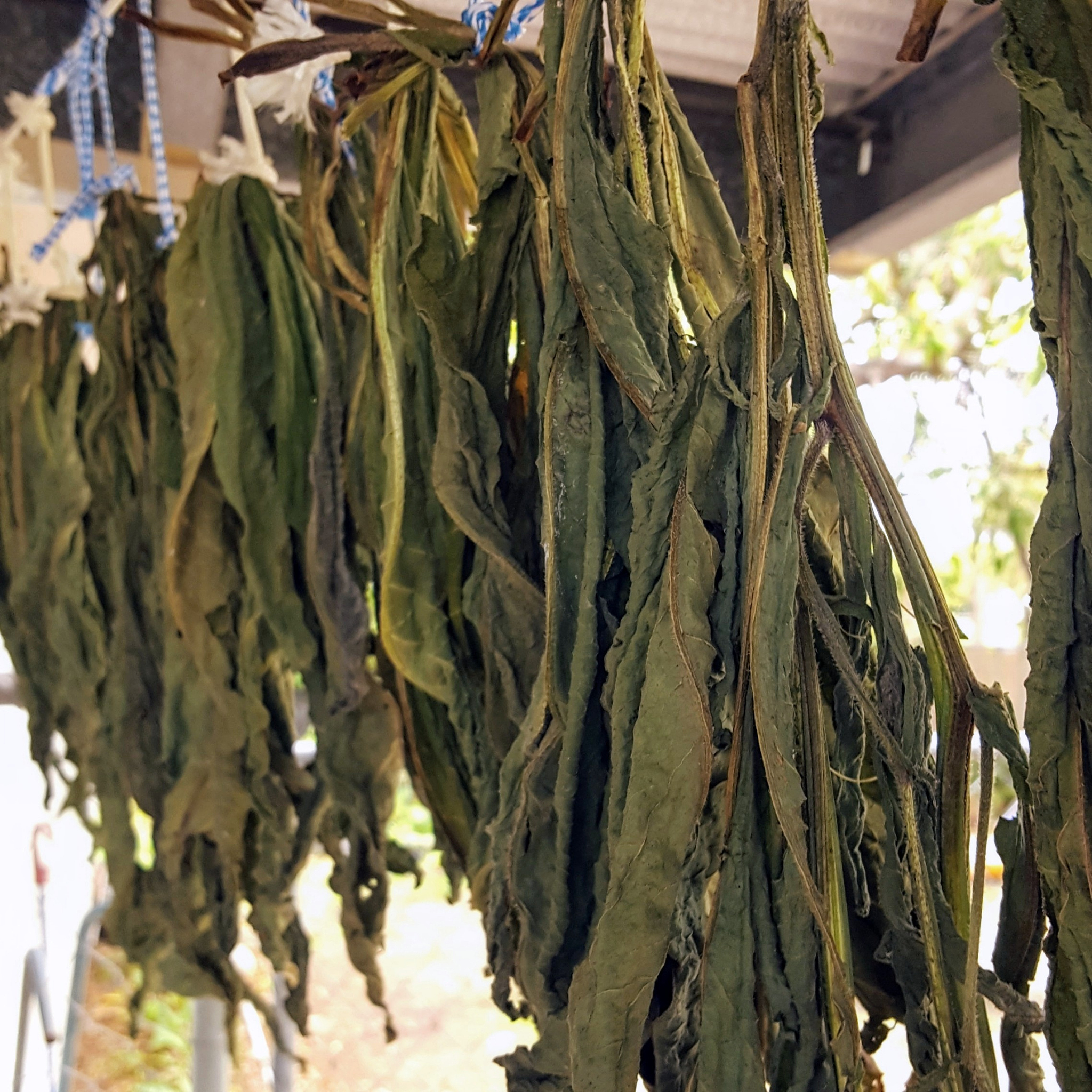 蕨菜晾晒没有太阳晾可以放多久