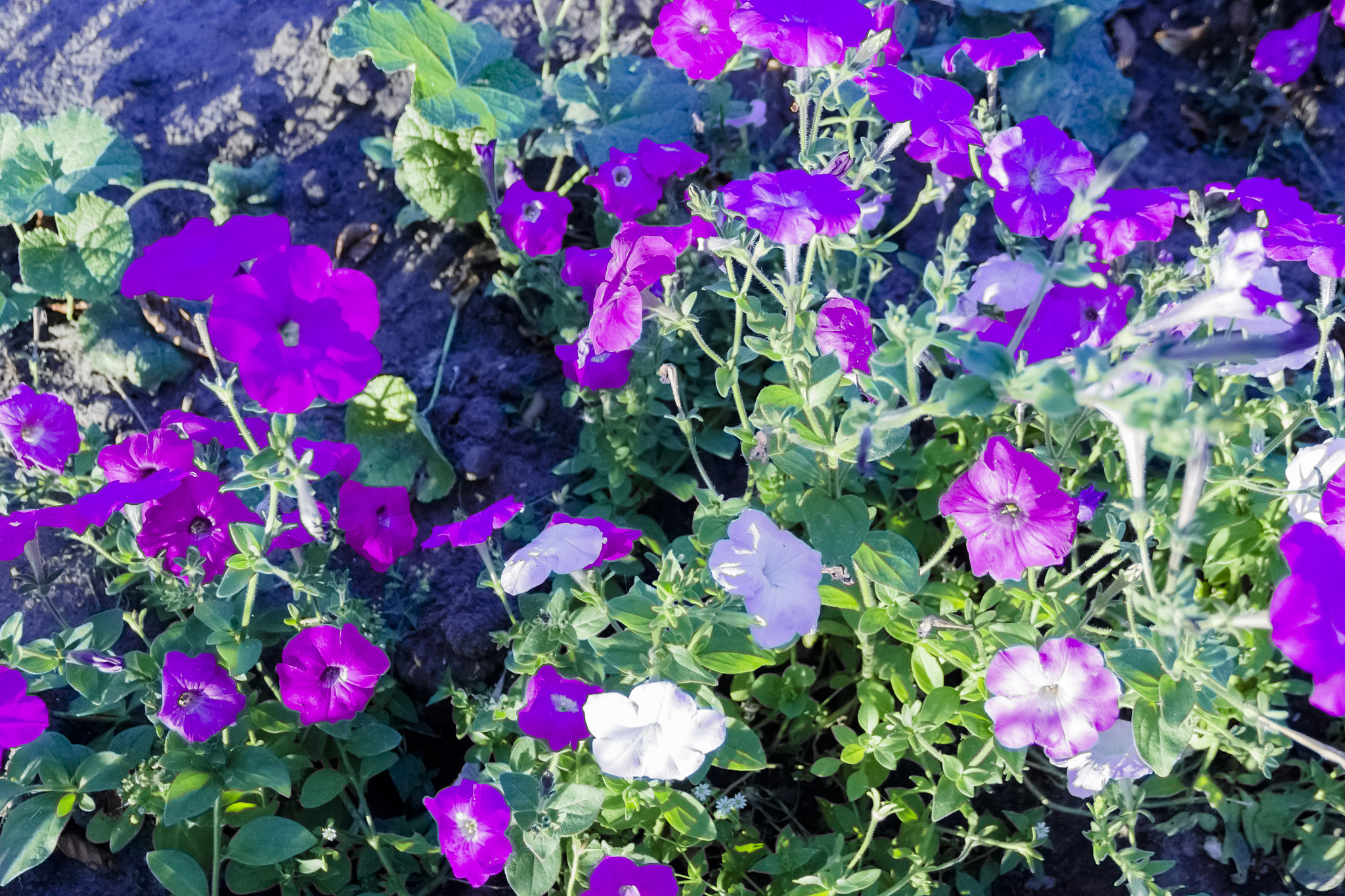 请帮我写1篇650字的博客文章主题是：牵牛花是什么颜色的
