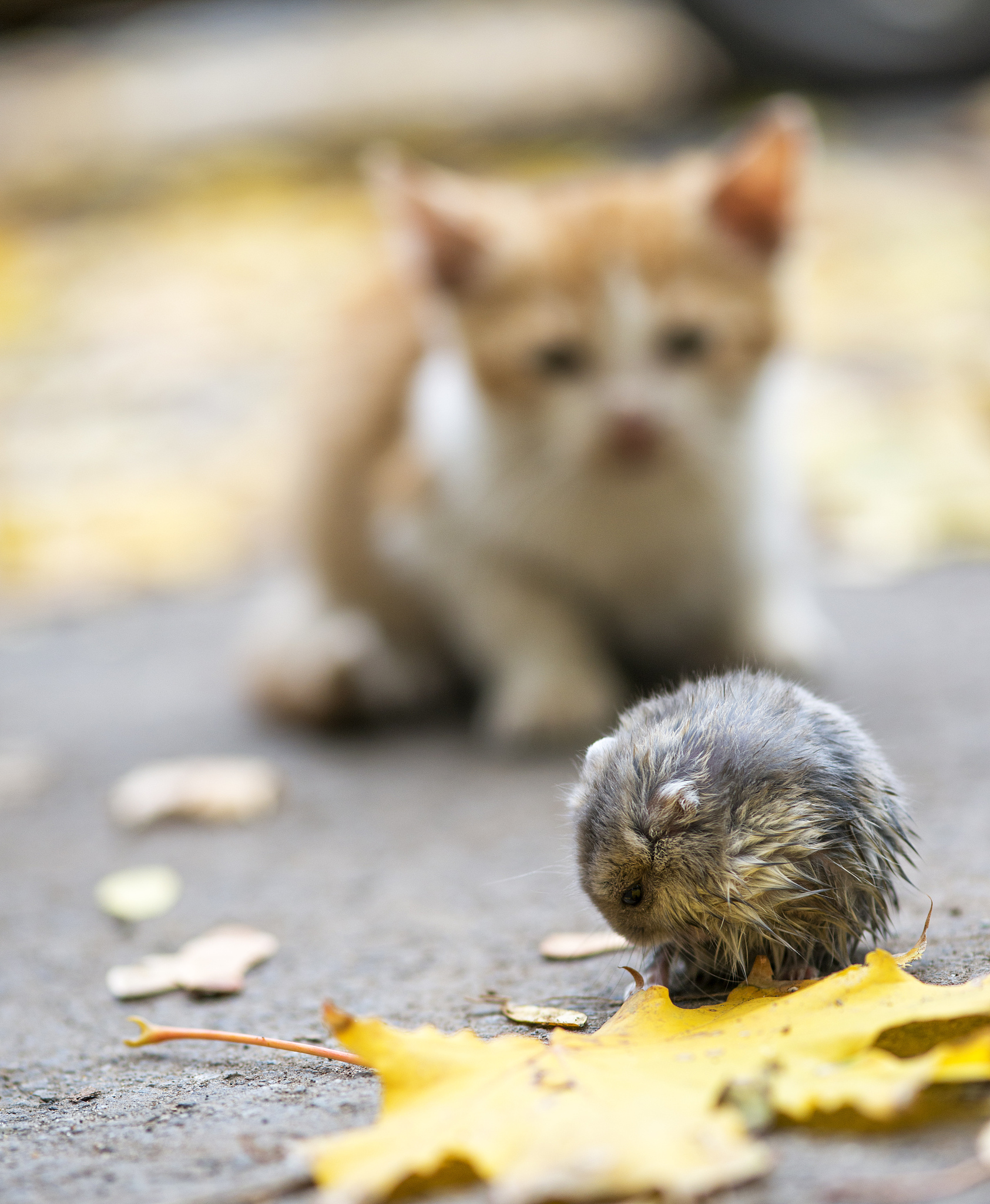 下雨前动物的预兆：鸟叫、猫兴奋、蚂蚁忙碌，还有哪些？