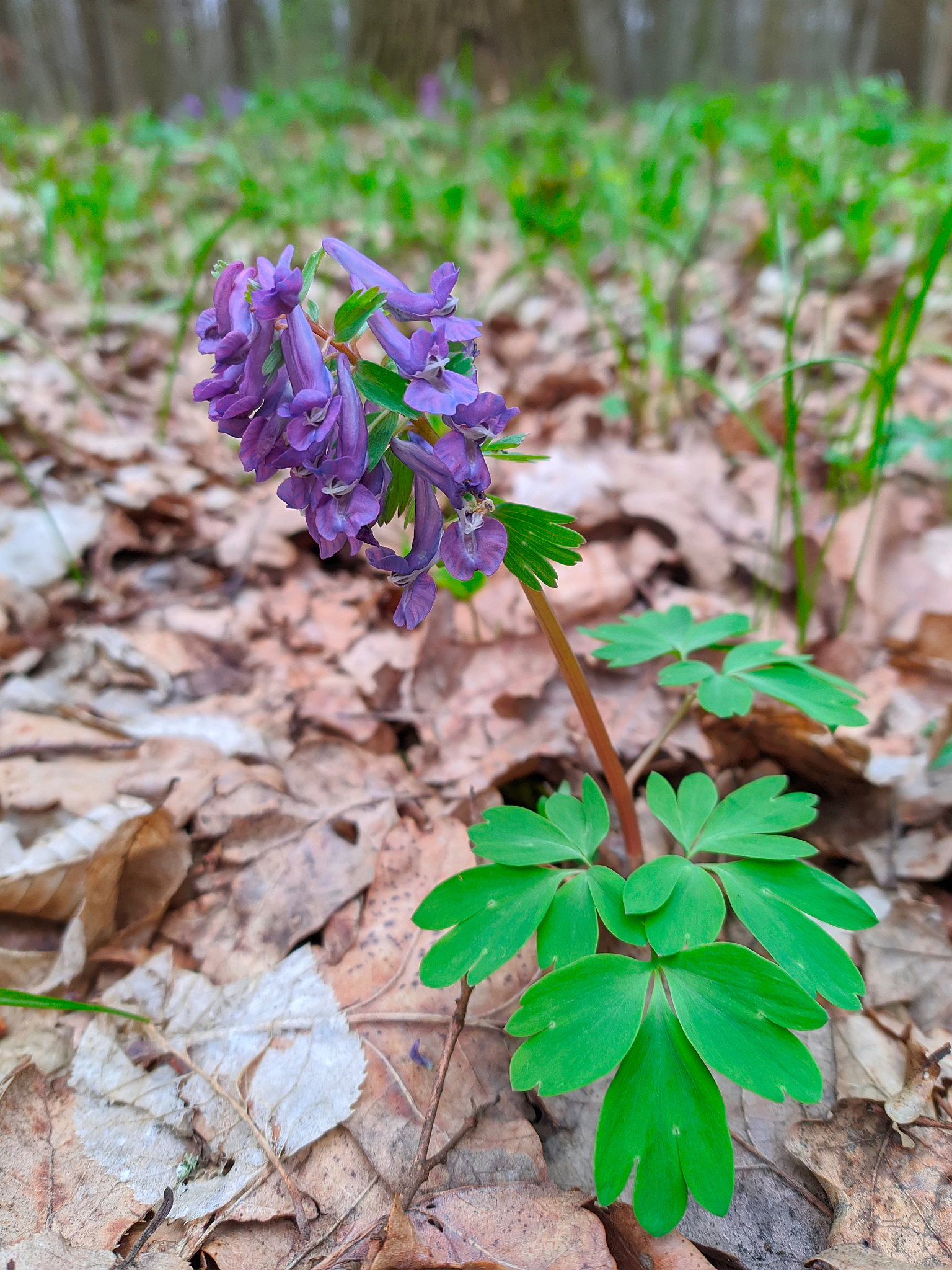 corydalis in forest