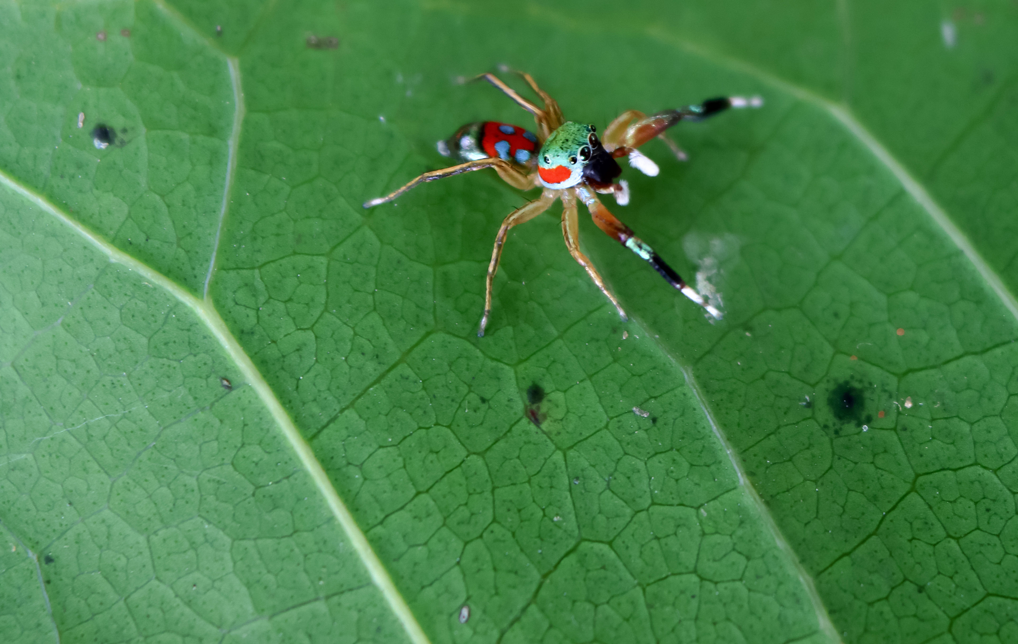 the little colorful spiders collection
