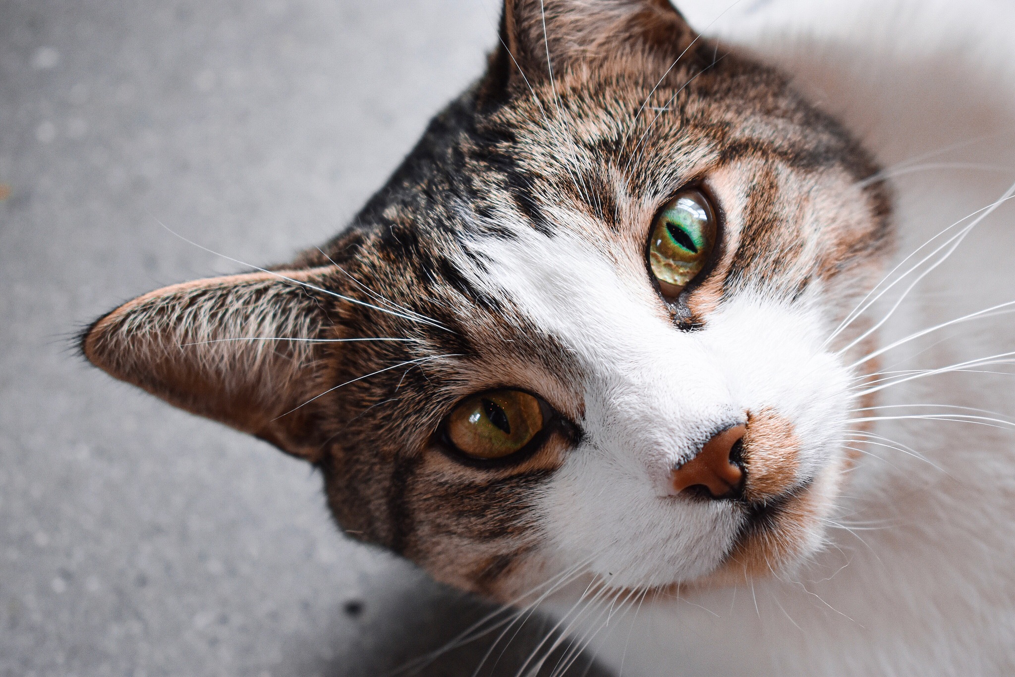 close-up portrait of cat