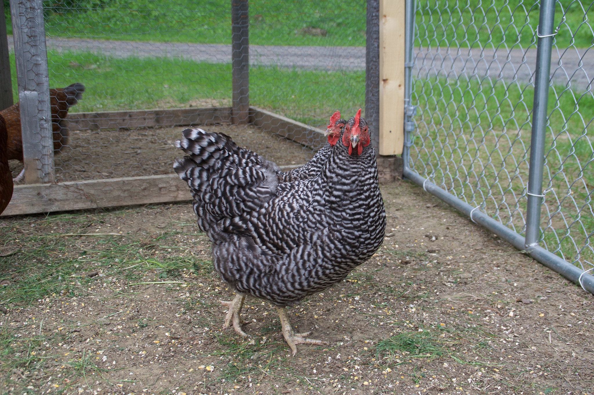 chicken