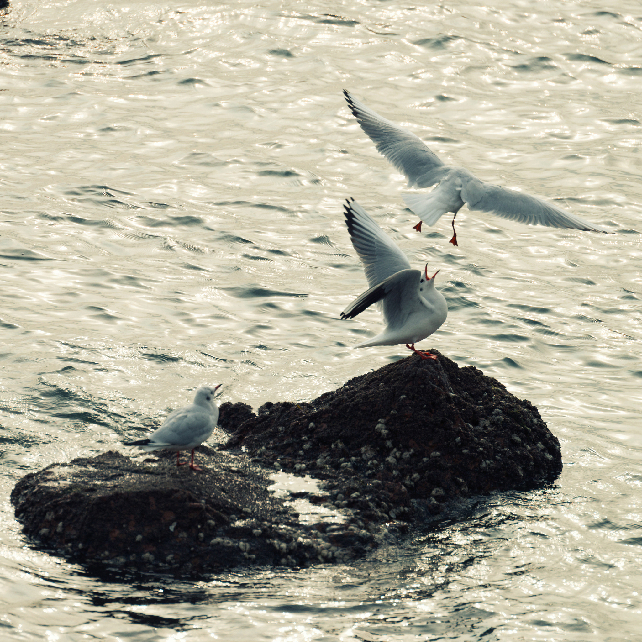 青岛财经职业学校办学资质