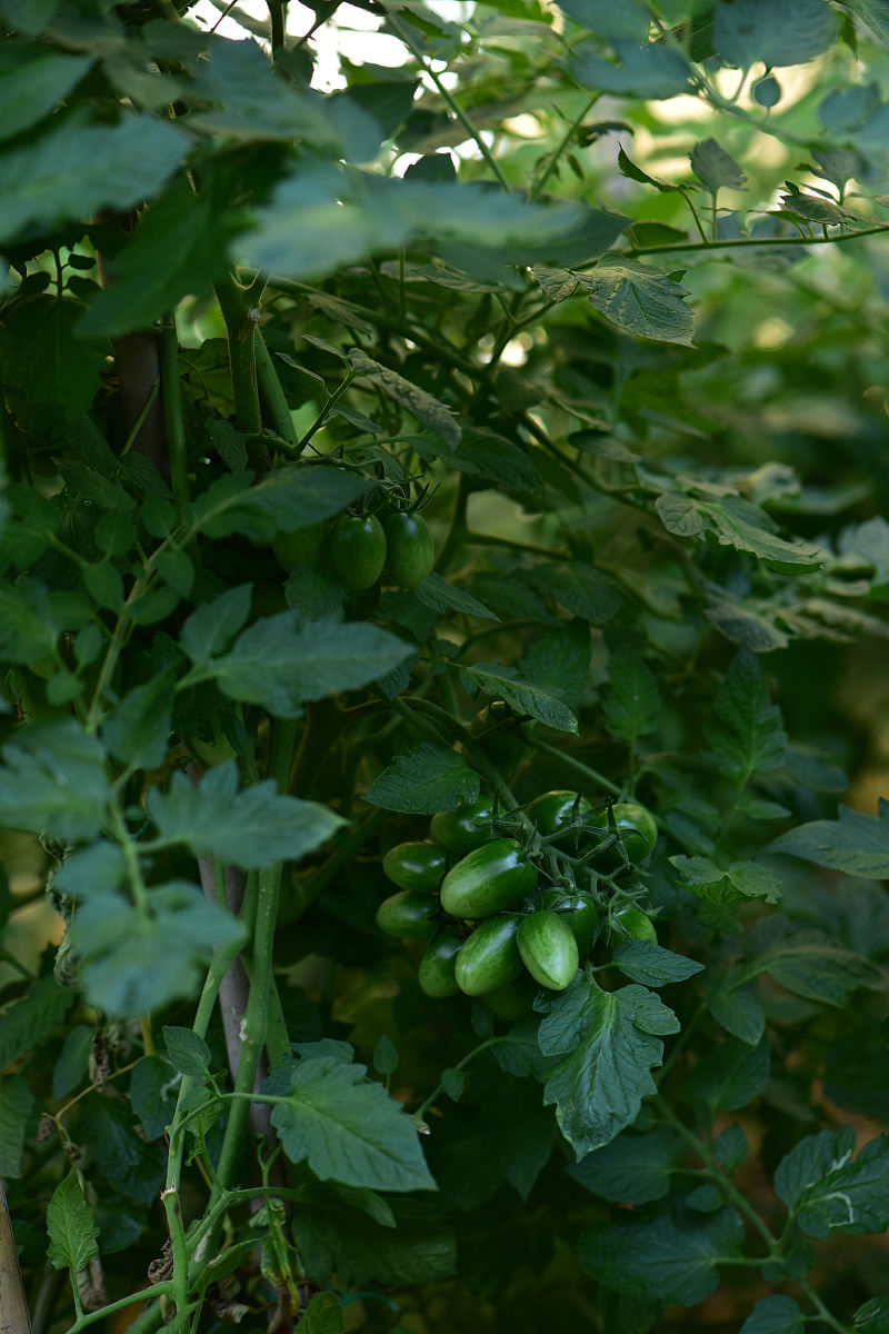 番茄的种子是怎么获取的？