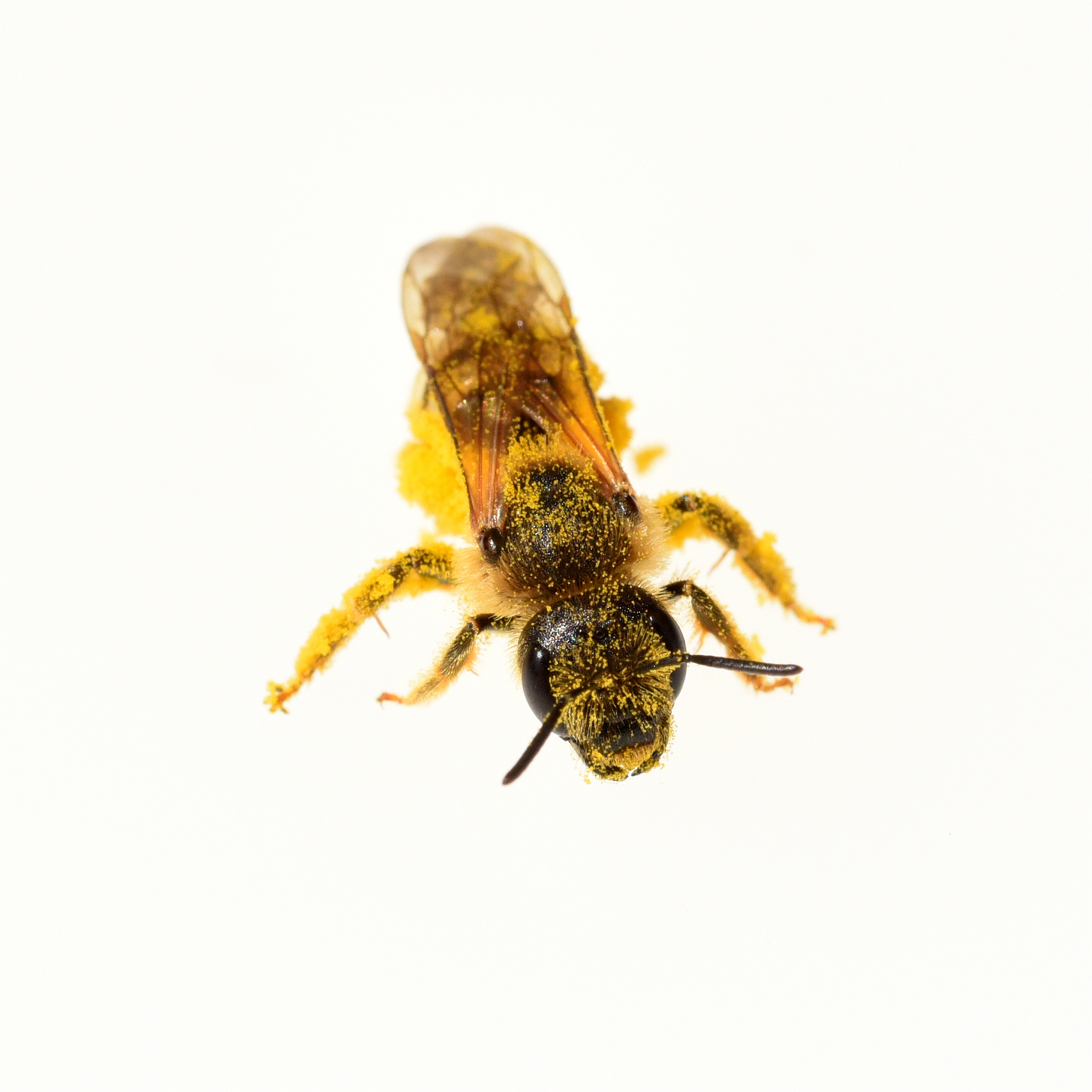 法布尔蜜蜂实验：揭示昆虫逻辑思维能力