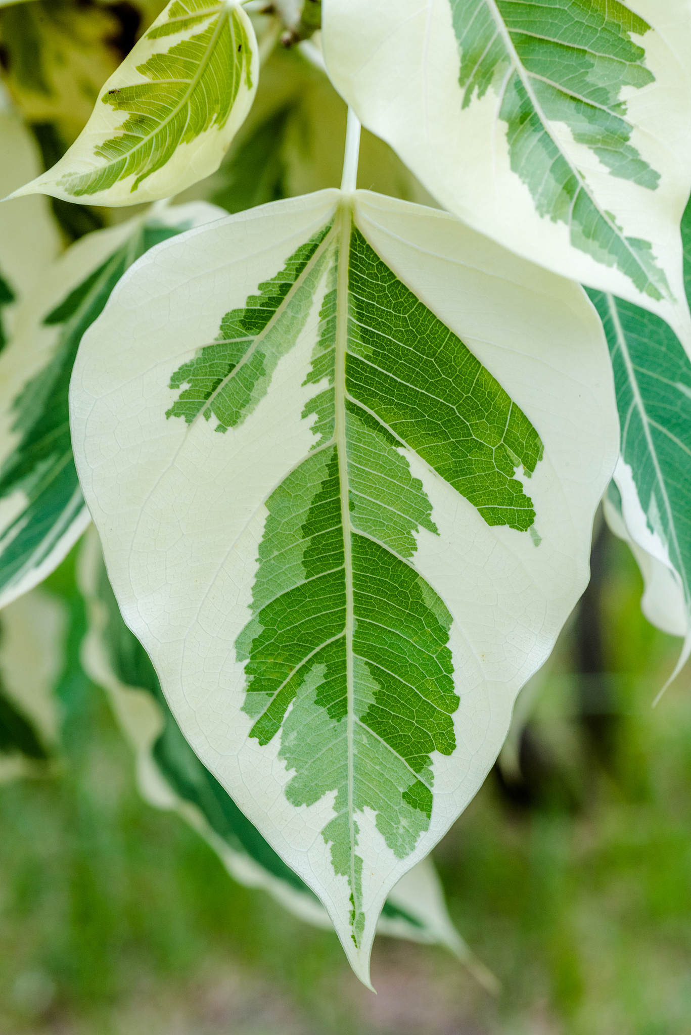 green leaves(leaf) background