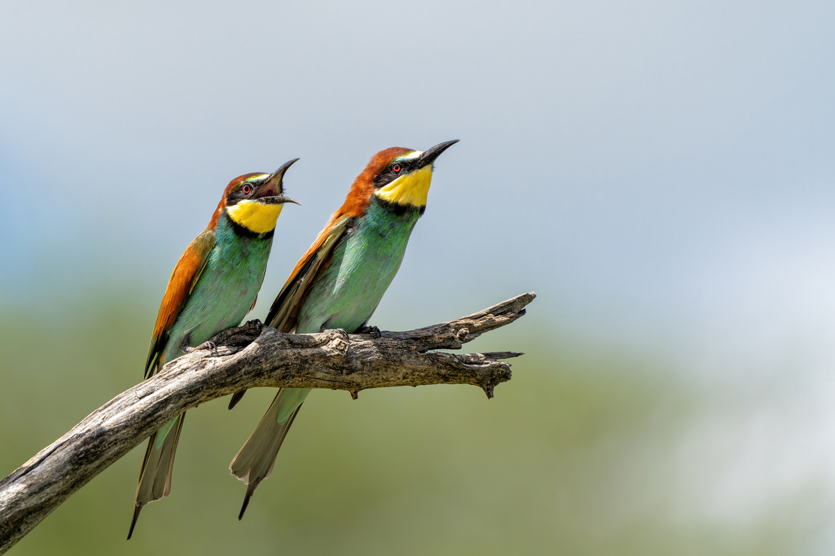 小鸟和小猫的故事：谁更幸福？