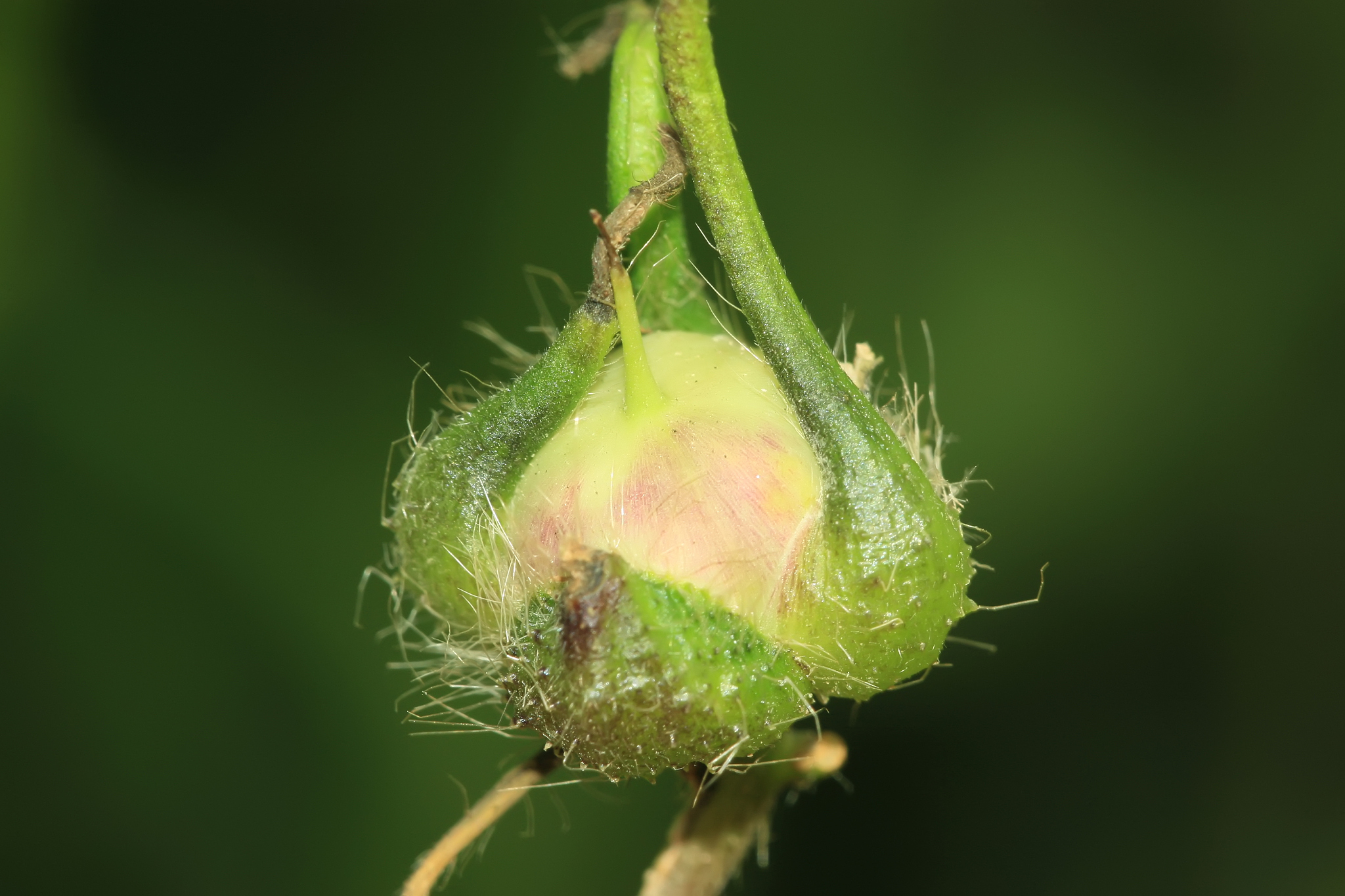 辽宁中医药大学杏林学院2023年有哪些专业