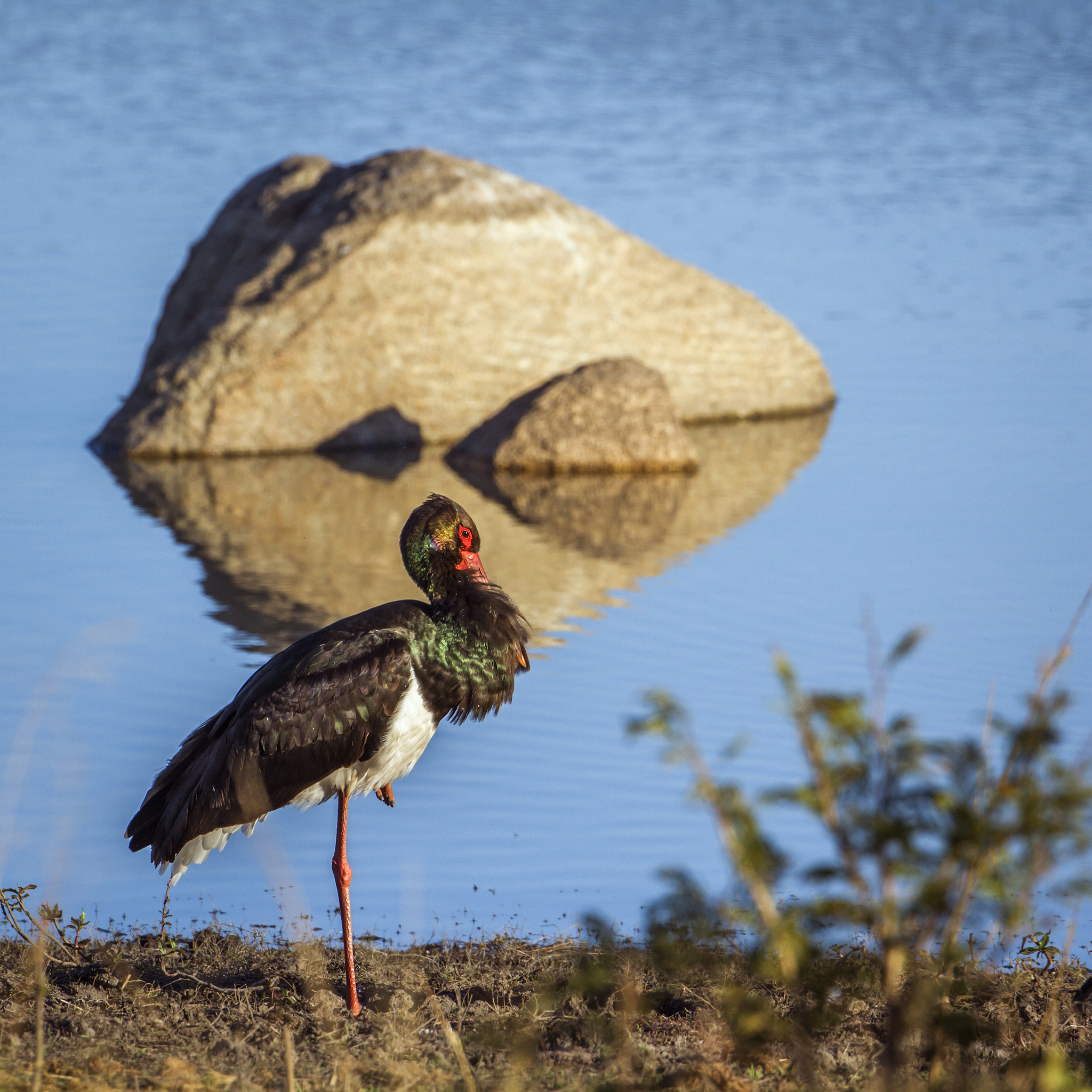 黑颈鹤：高原神鸟，国家一级保护动物