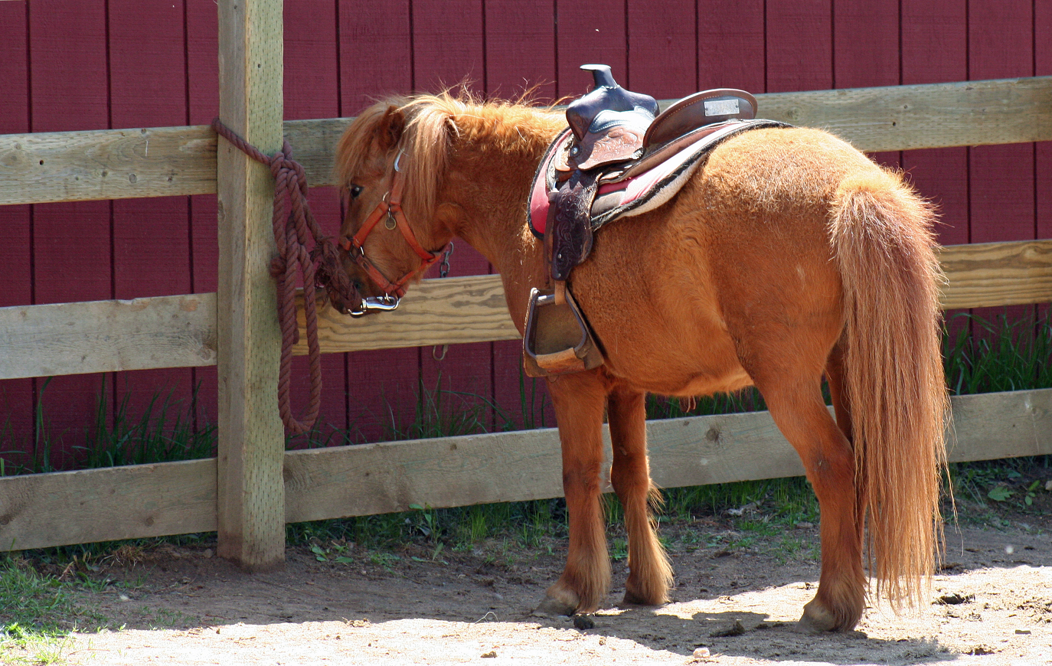 pony ride