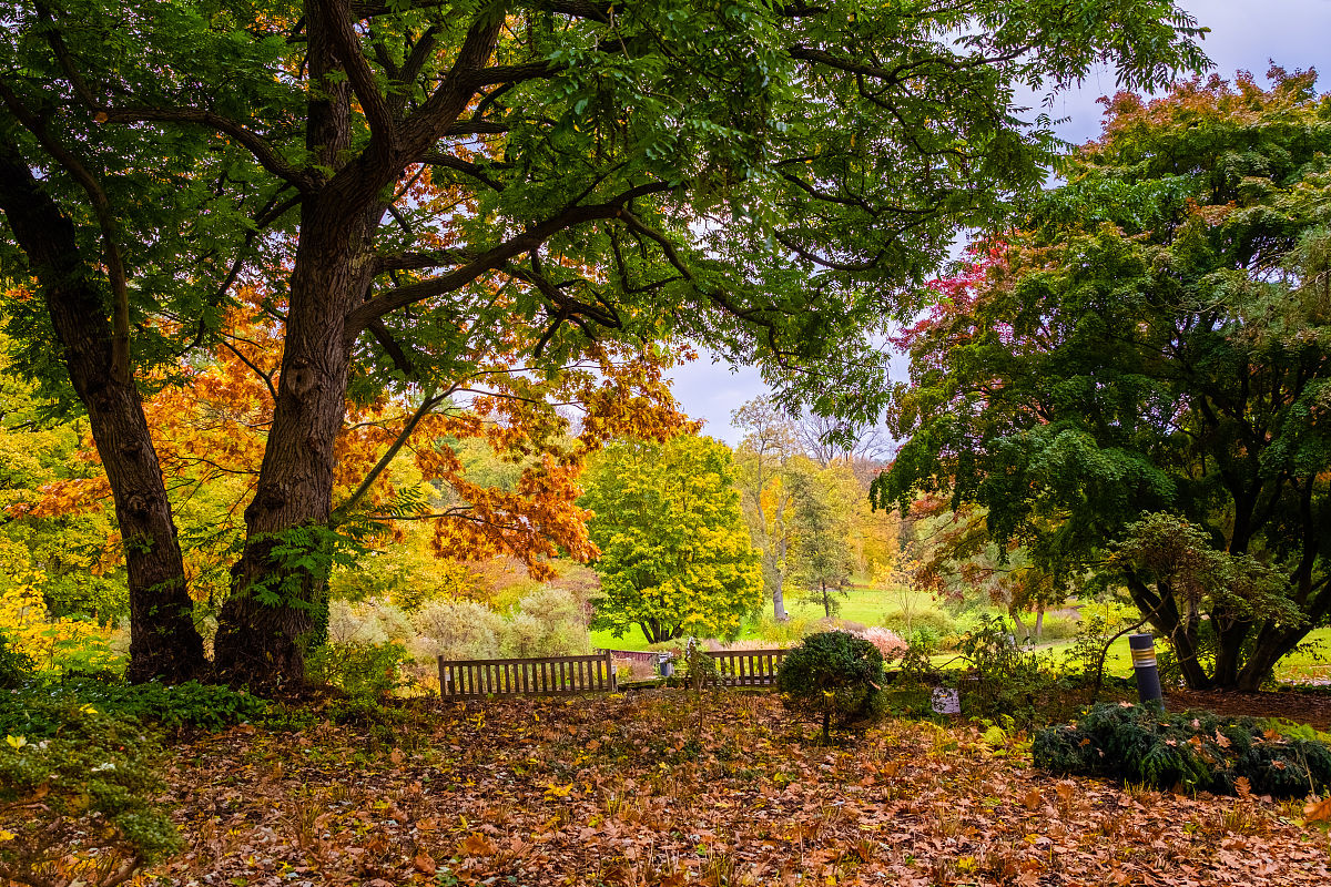 秋日漫步：公园里的美好时光