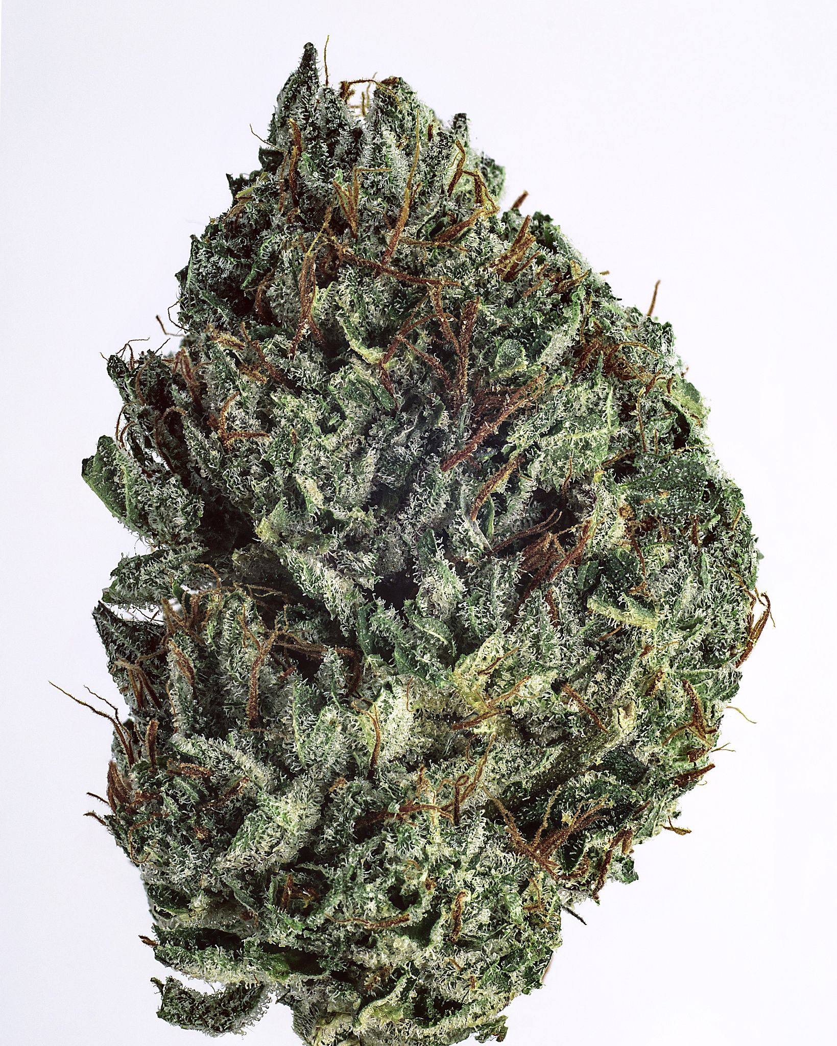 live cannabis macro bud shot - race fuel