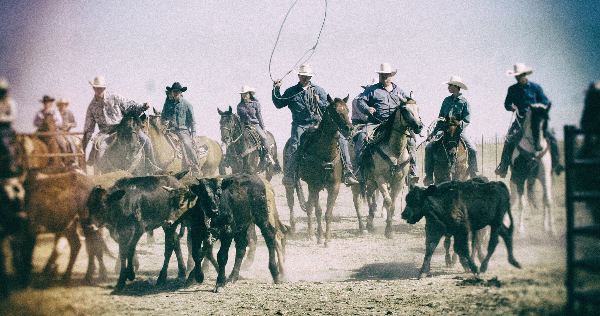 cowboy bull roundup