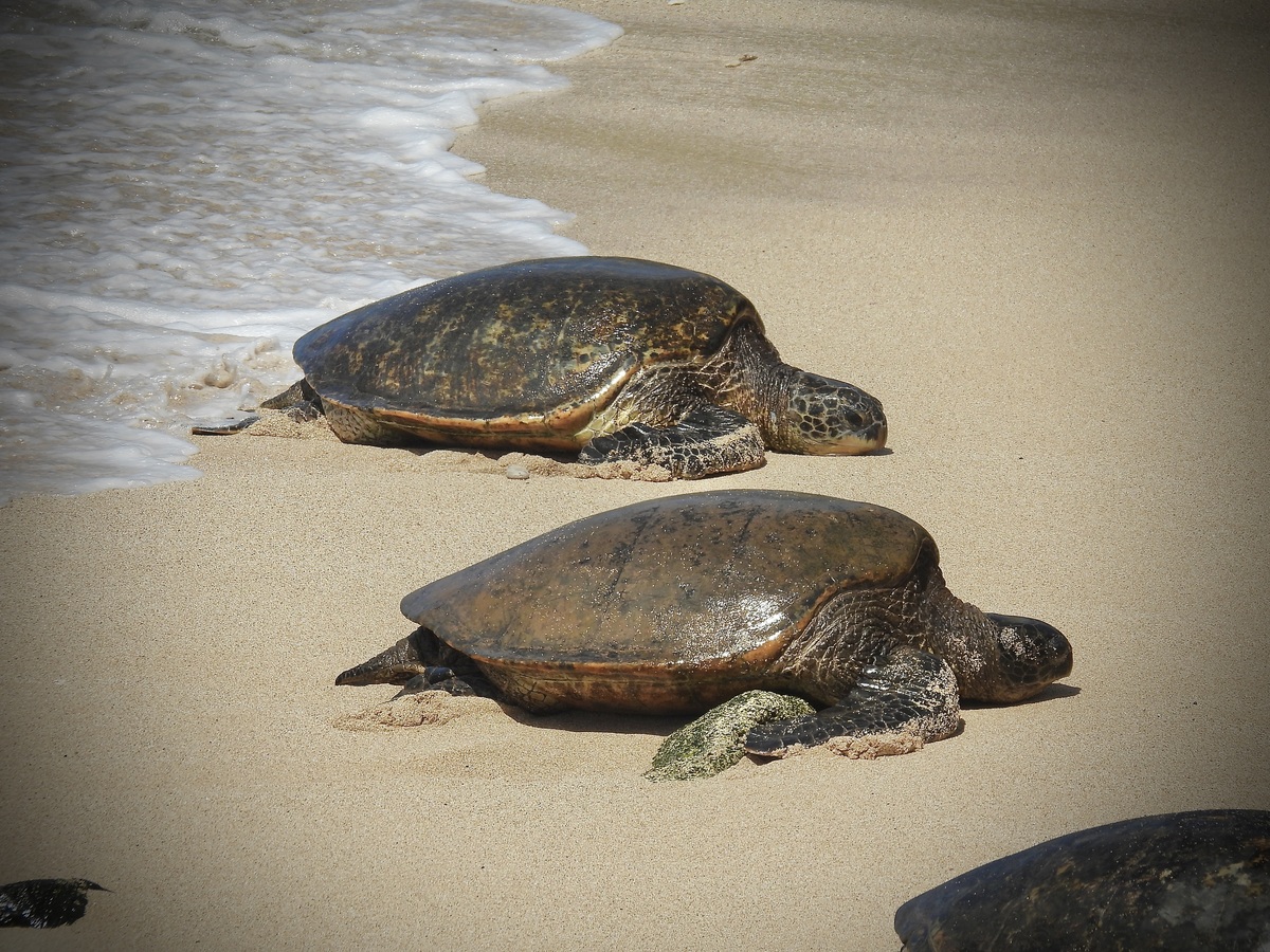 两只闪闪发光,湿漉漉且疲惫的绿海龟(chelonia mydas)