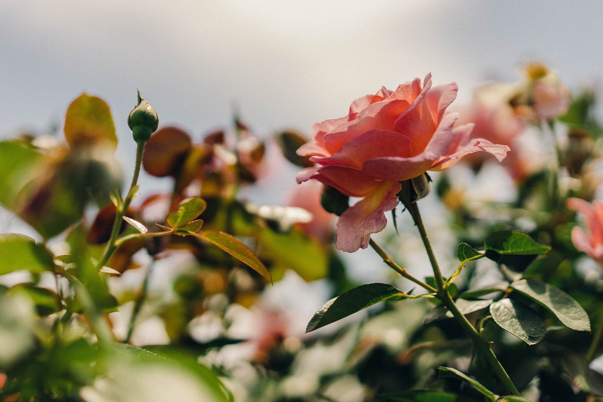 石榴花诗歌：赞美热情与希望