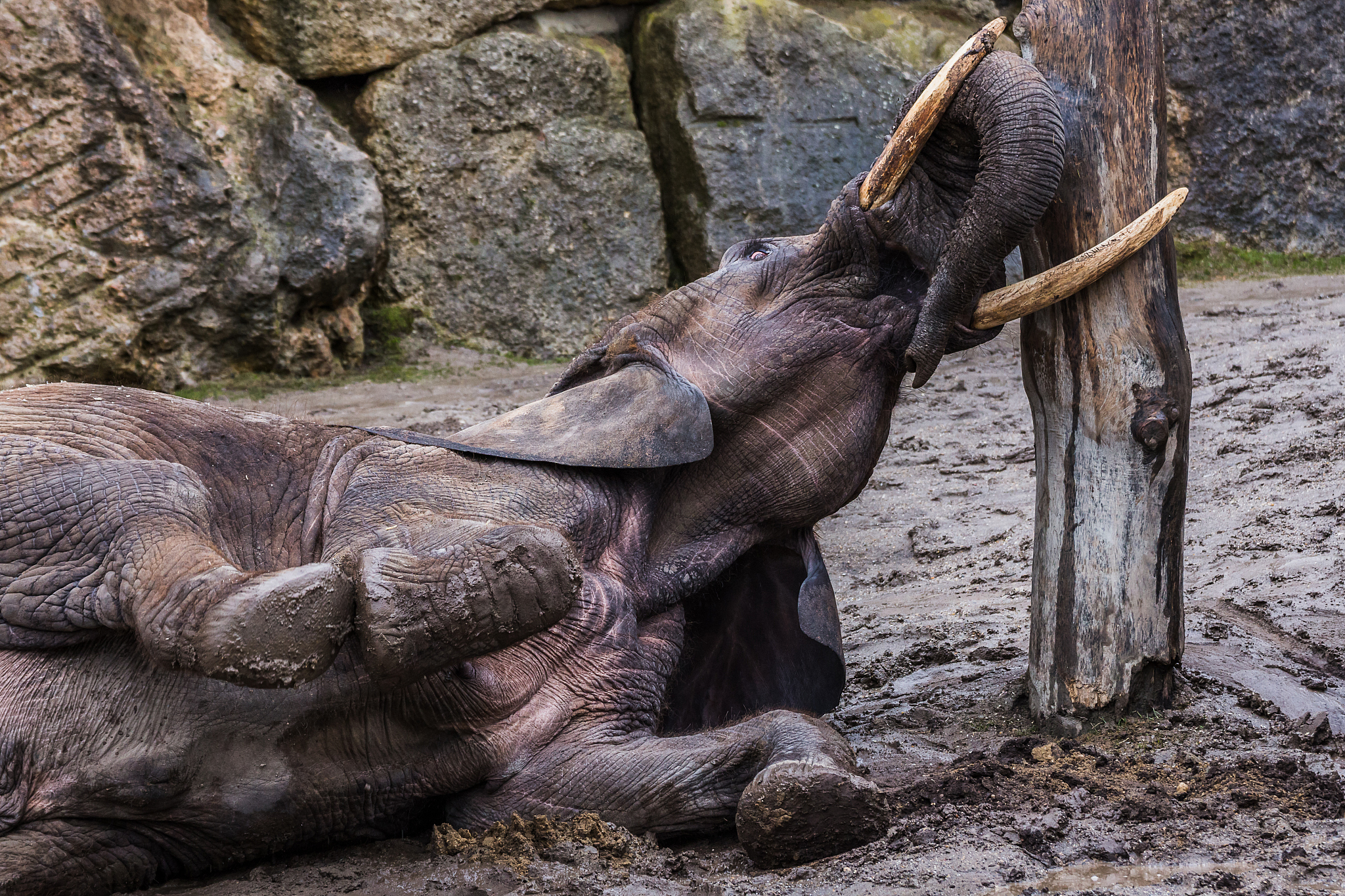 african elephant scratching