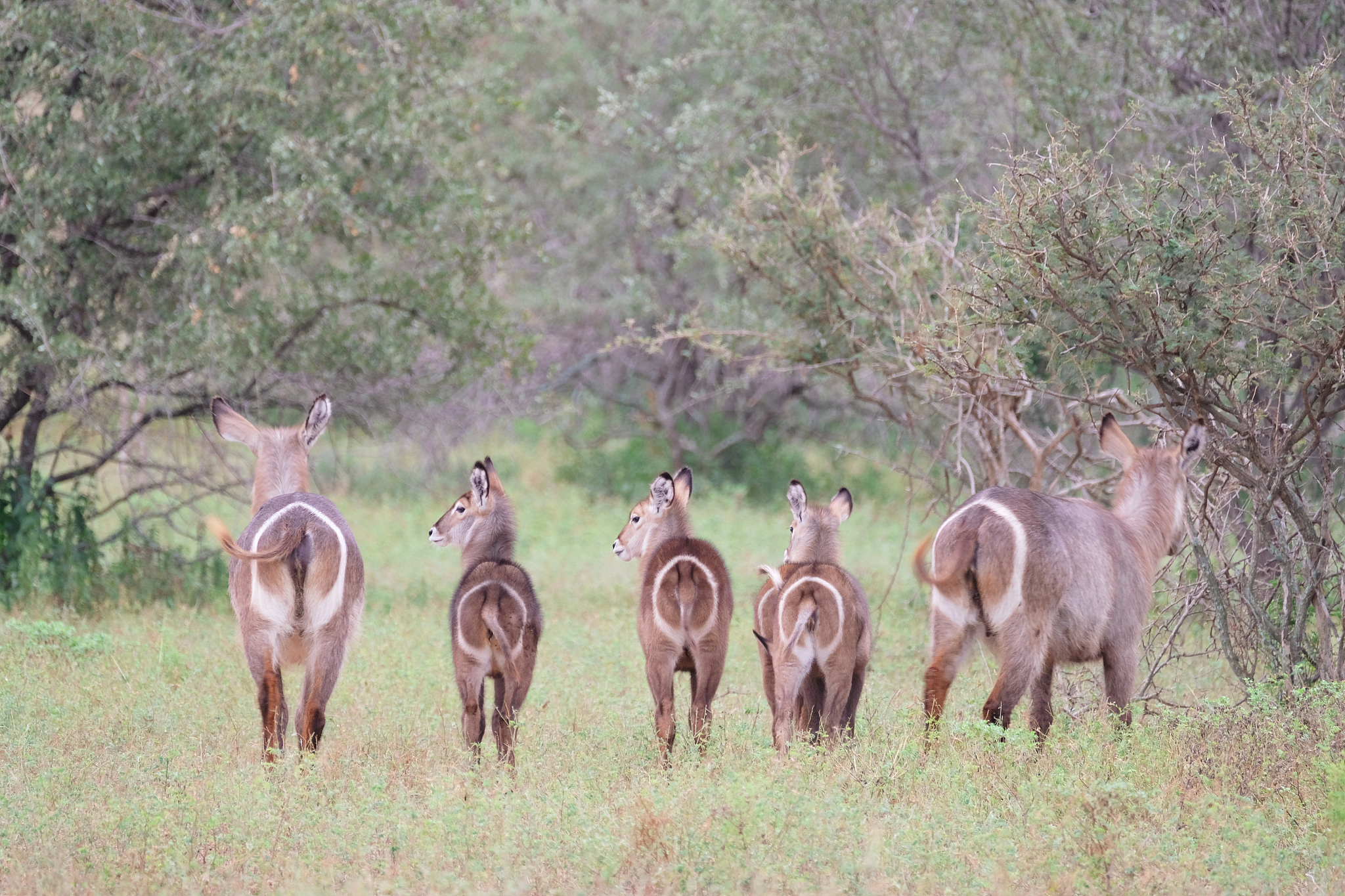 无论如何你都是Ry这句话是什么意思