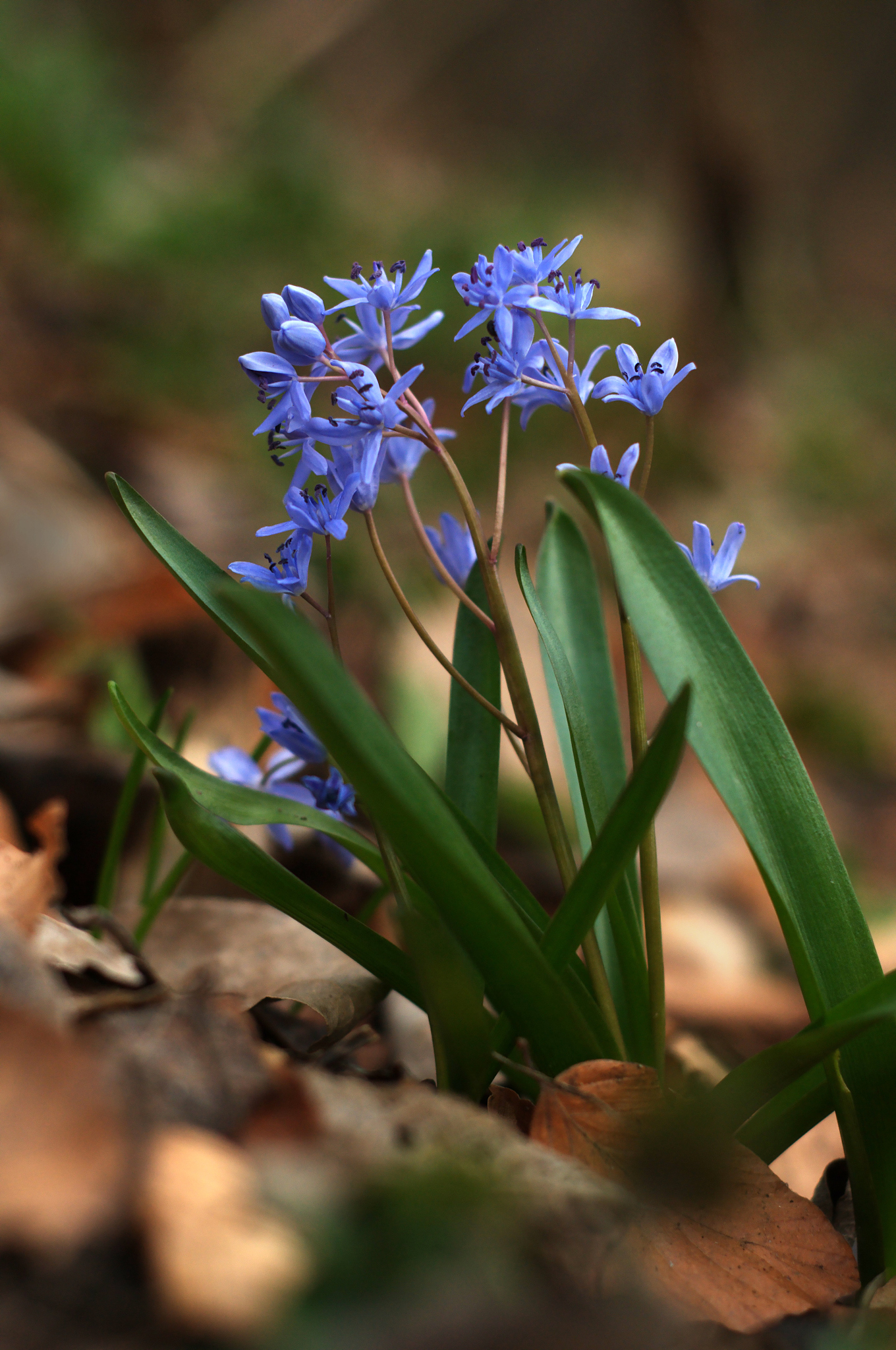 background of blooming spring flowers scilla.