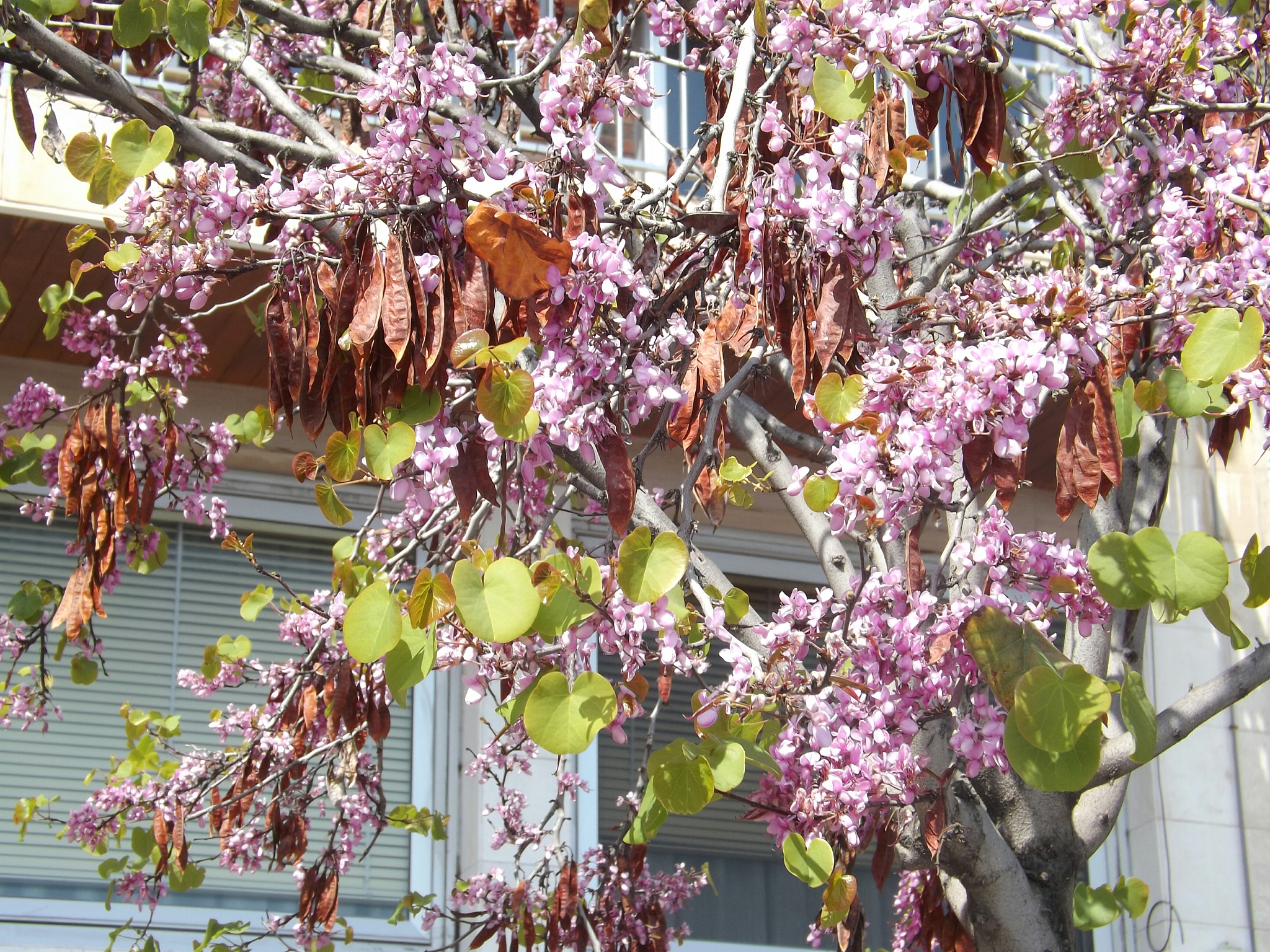春日公园写景作文：紫荆花、黄风铃，用生动语言描绘静动之美