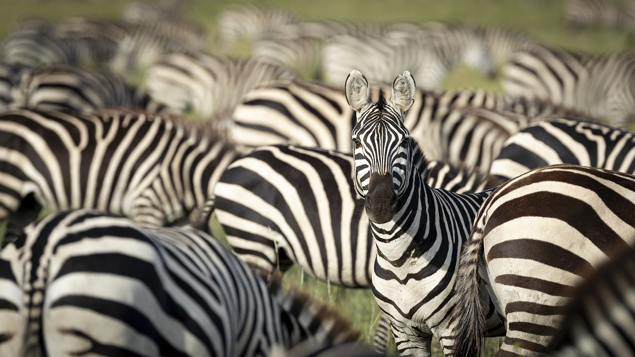 zebra herd grazing with one adult zebra looking alert in serenge