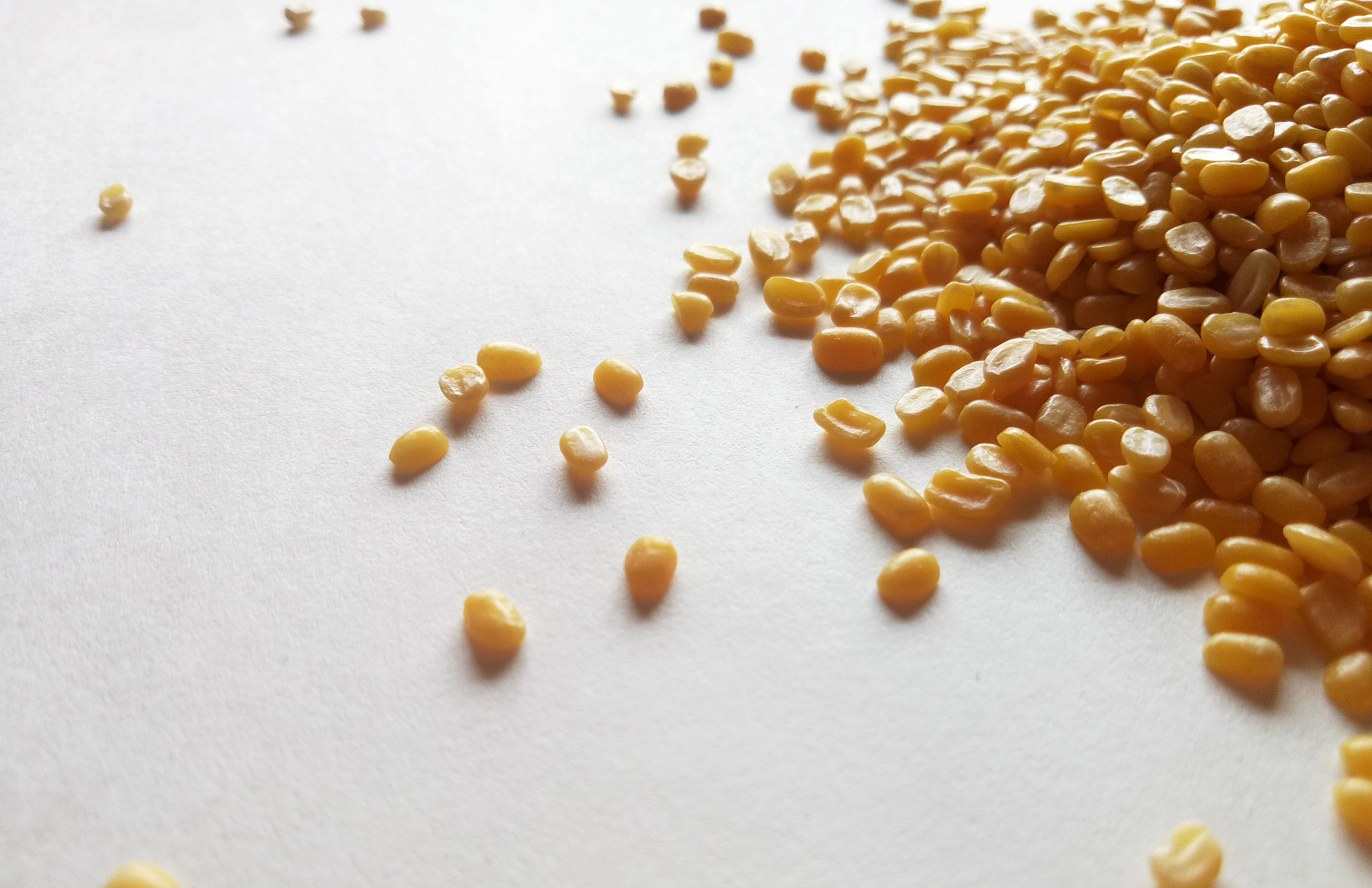 大豆货物霉变分析：高含水量导致霉菌生长