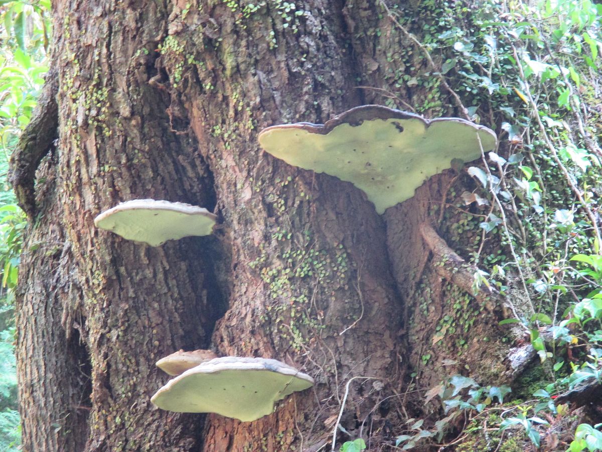 美罗国际菊灵芝欣舒宁胶囊是否可以改善肾功能？