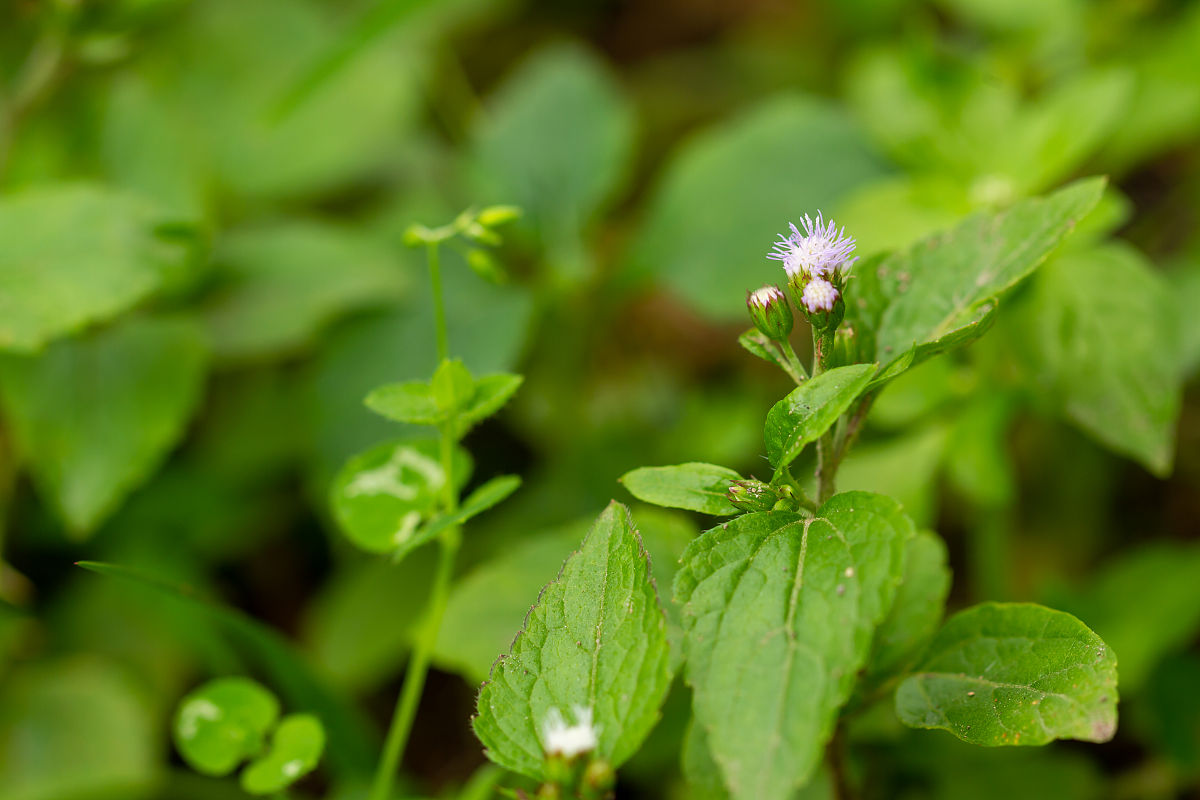 藿香胶囊功效与作用：清热解毒、祛风散热、止痛消肿 - 详细介绍