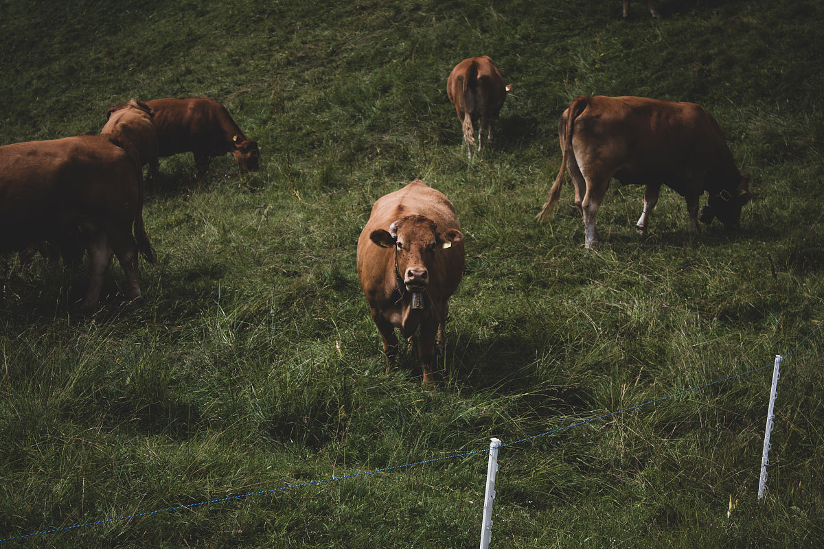 生肖是牛命苦吗帮我用230字详细描述