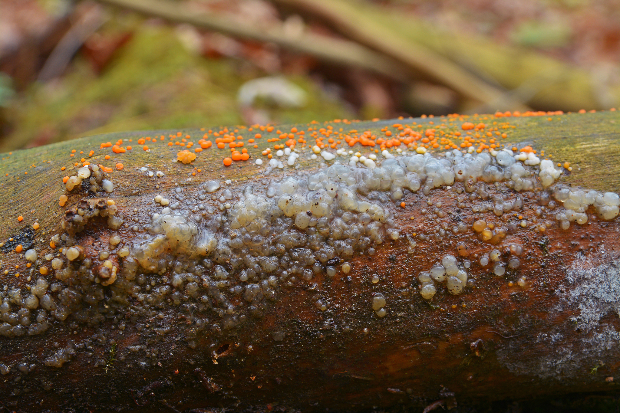 myxarium nucleatum fungus