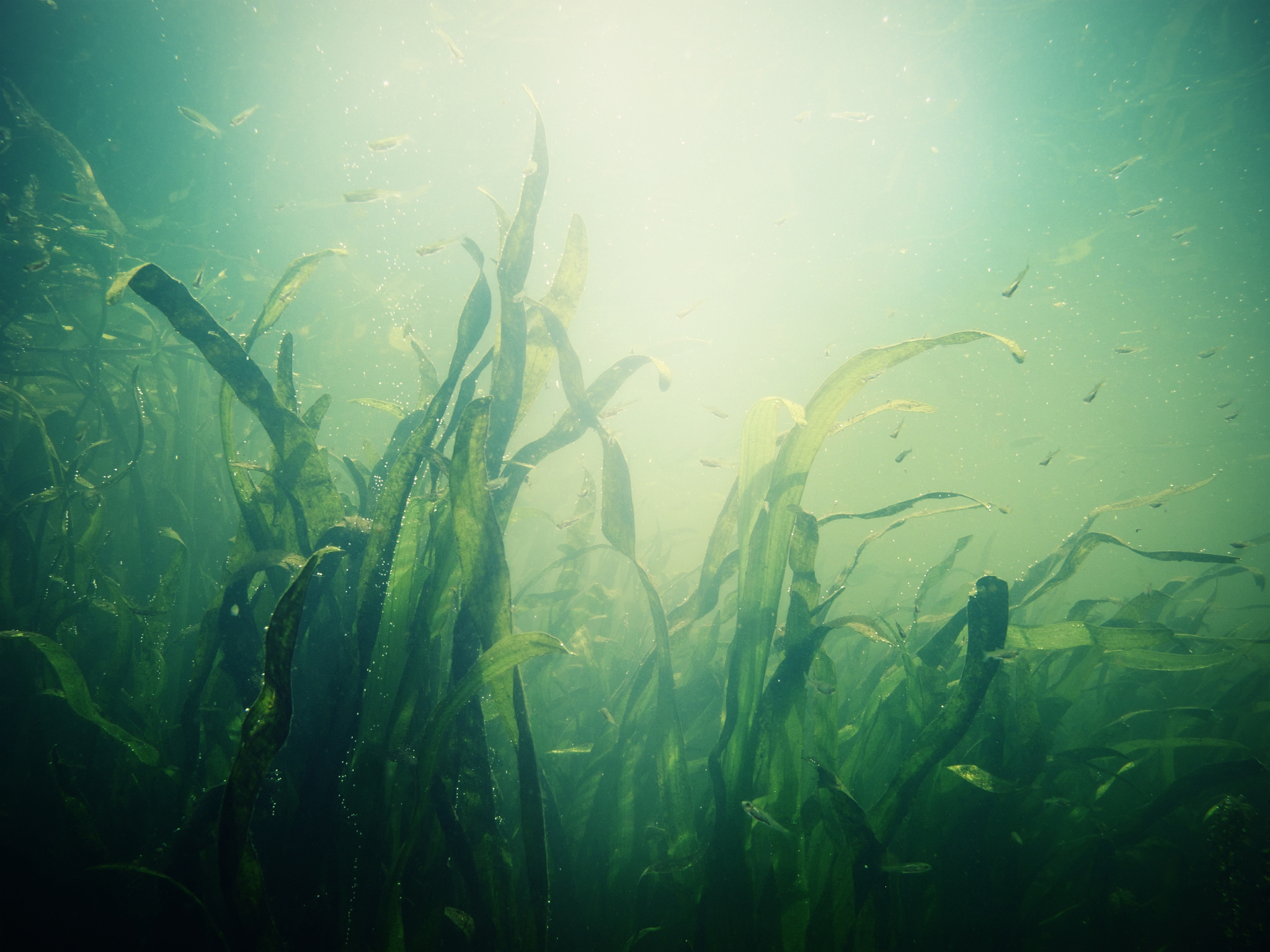 underwater garden