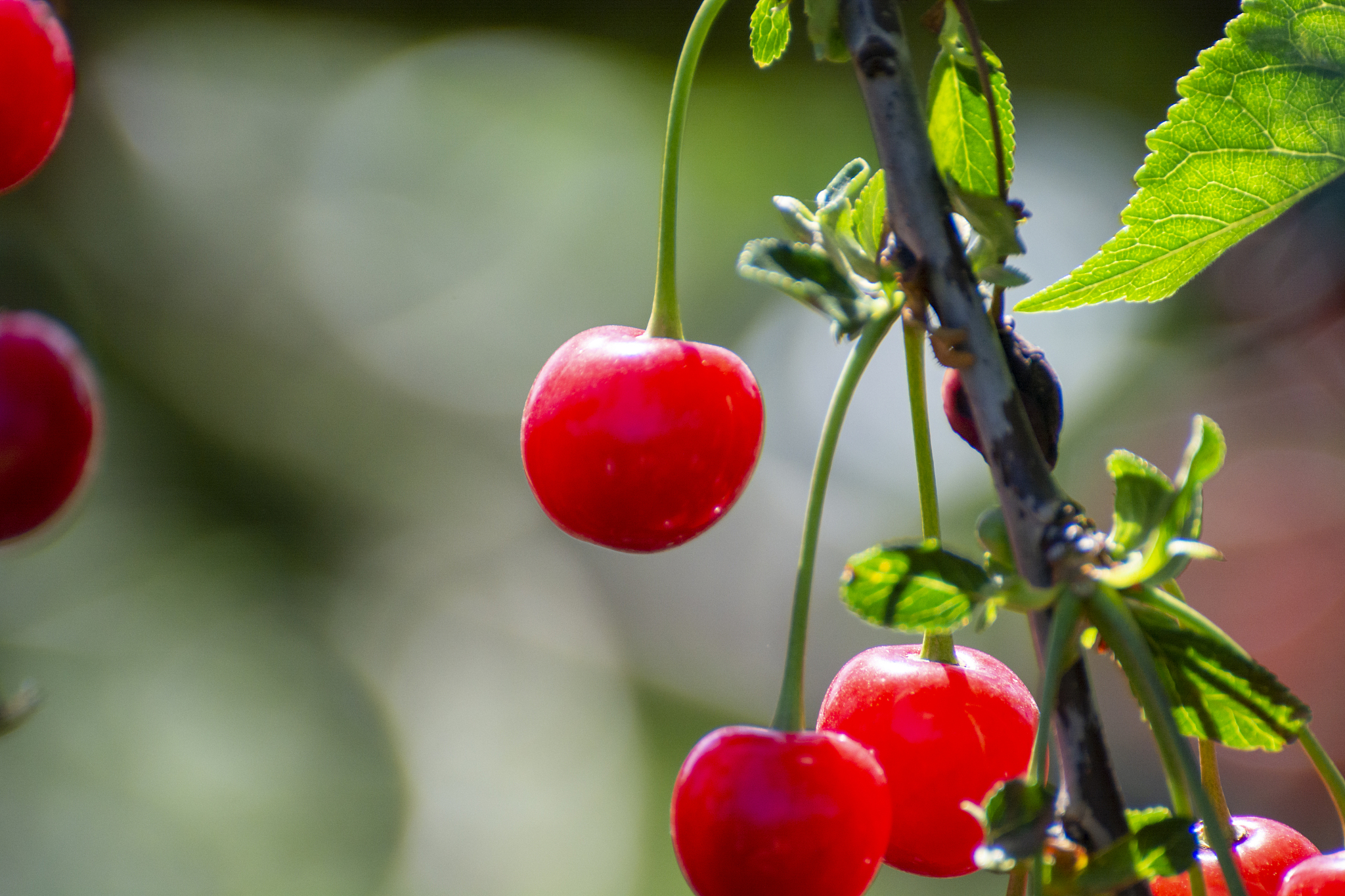 new harvest of prunus cerasus sour cherry, tart cherry, or dwarf