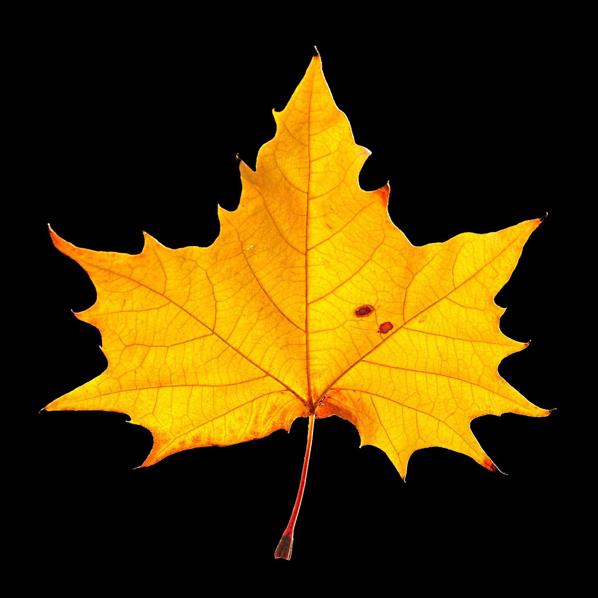 原神枫原万叶：探索璃月周边美丽的枫叶景观