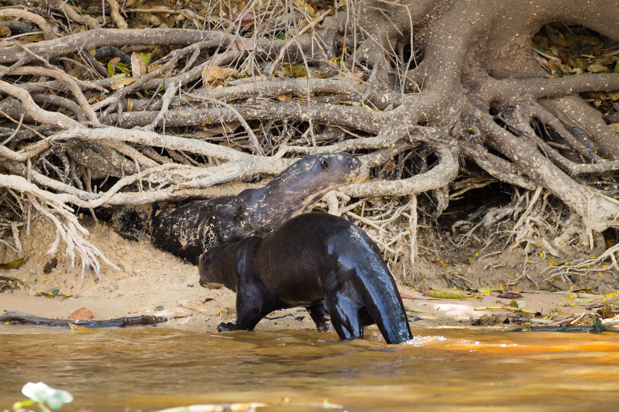 全面介绍一下巴西貘