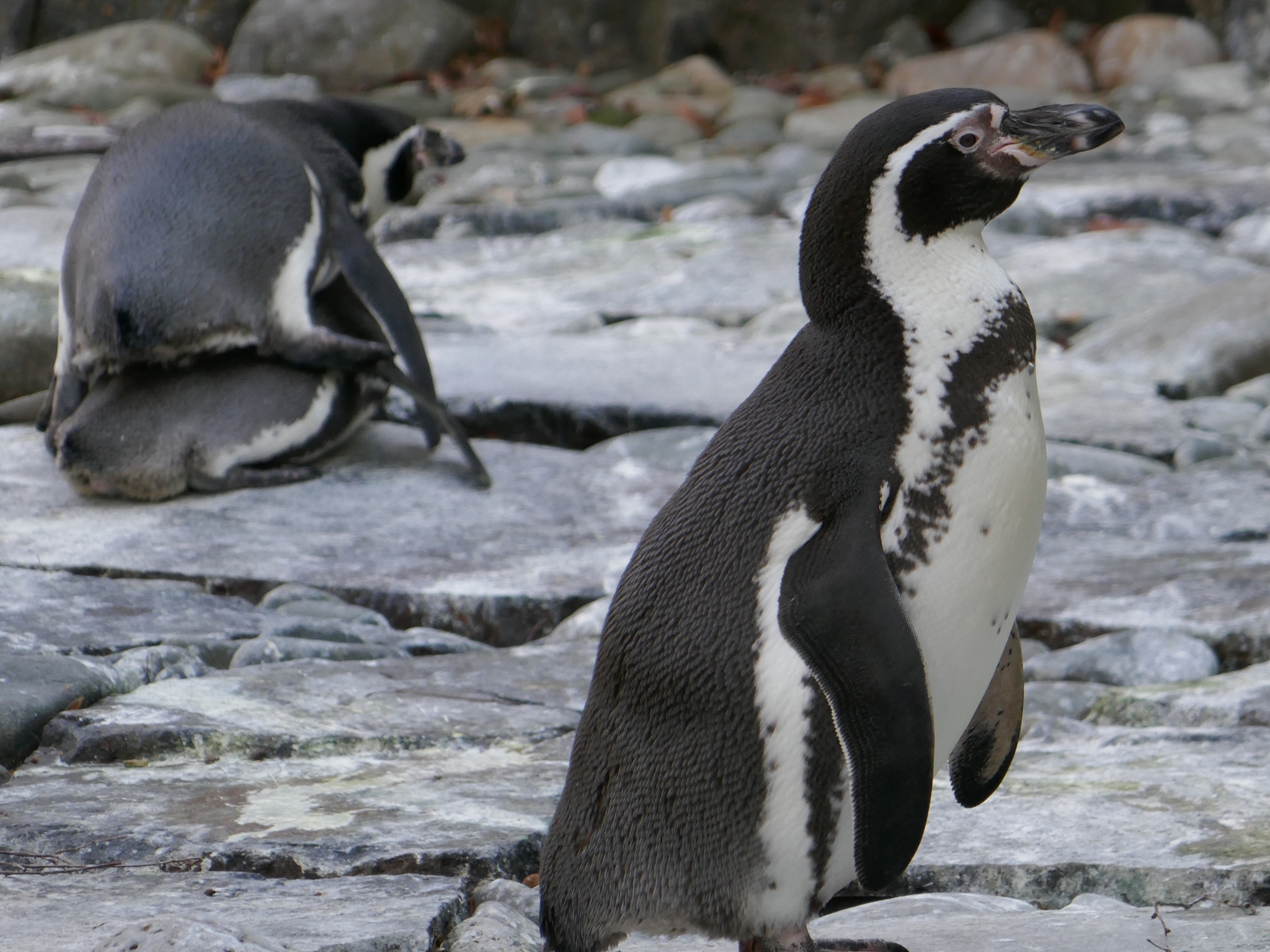 企鹅和北极熊：能交配生孩子吗？它们的宝宝住哪里？