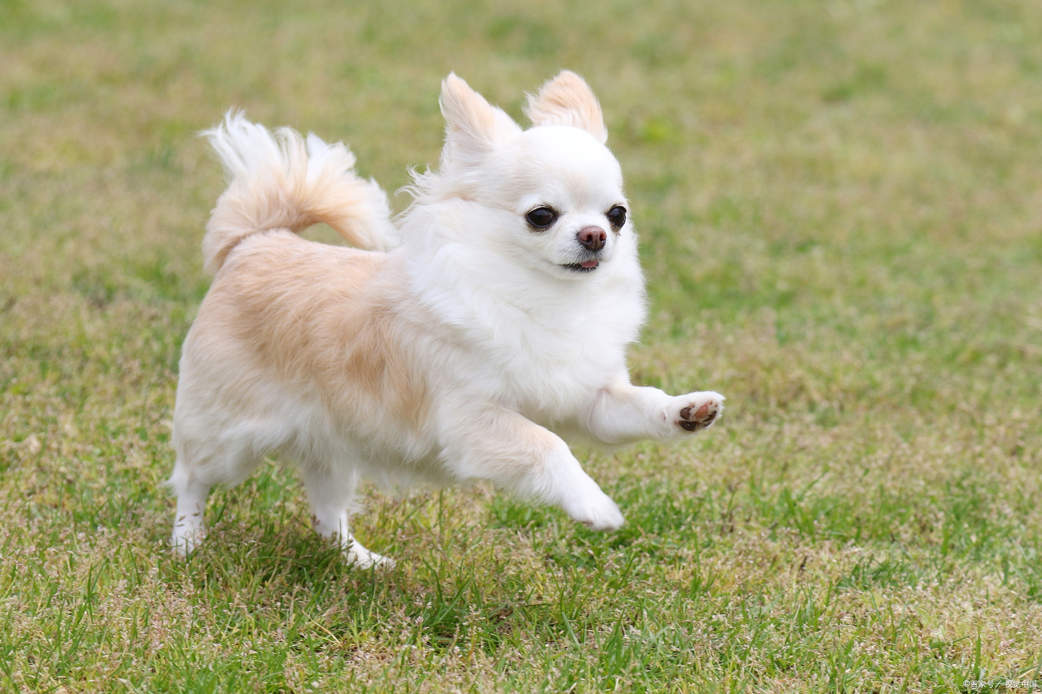 小型犬的品种大全