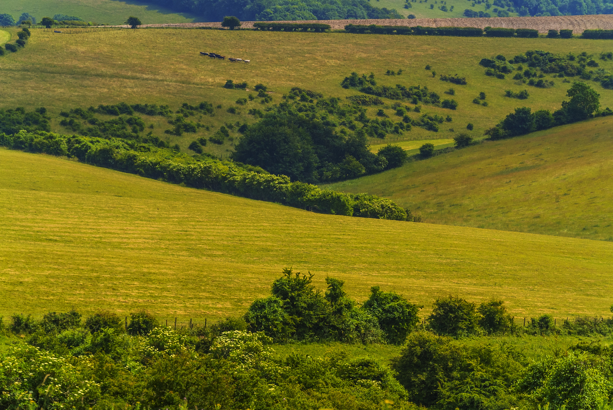 south downs